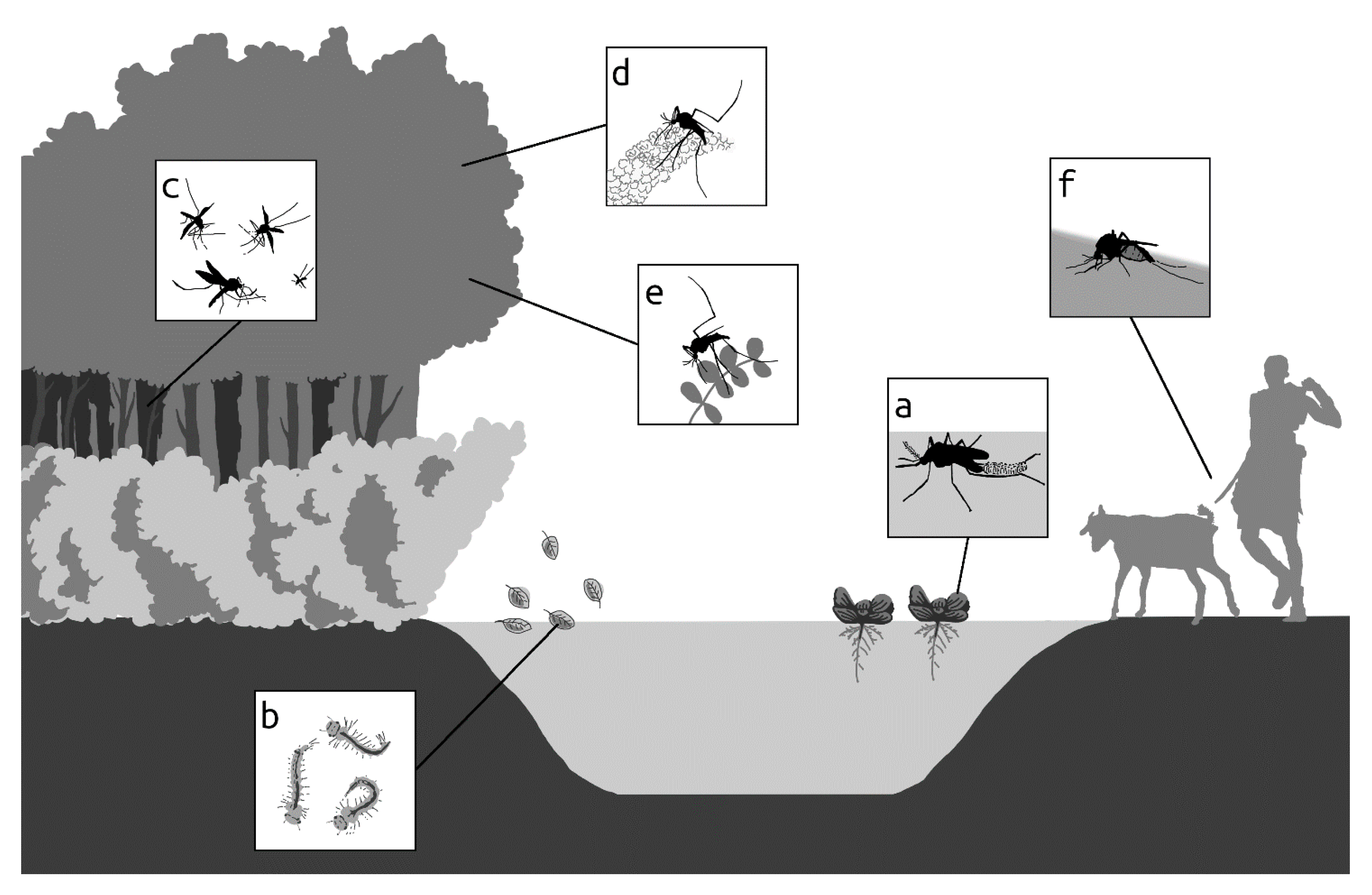 Viruses 13 00032 g001 Viruses 13 00032 g001