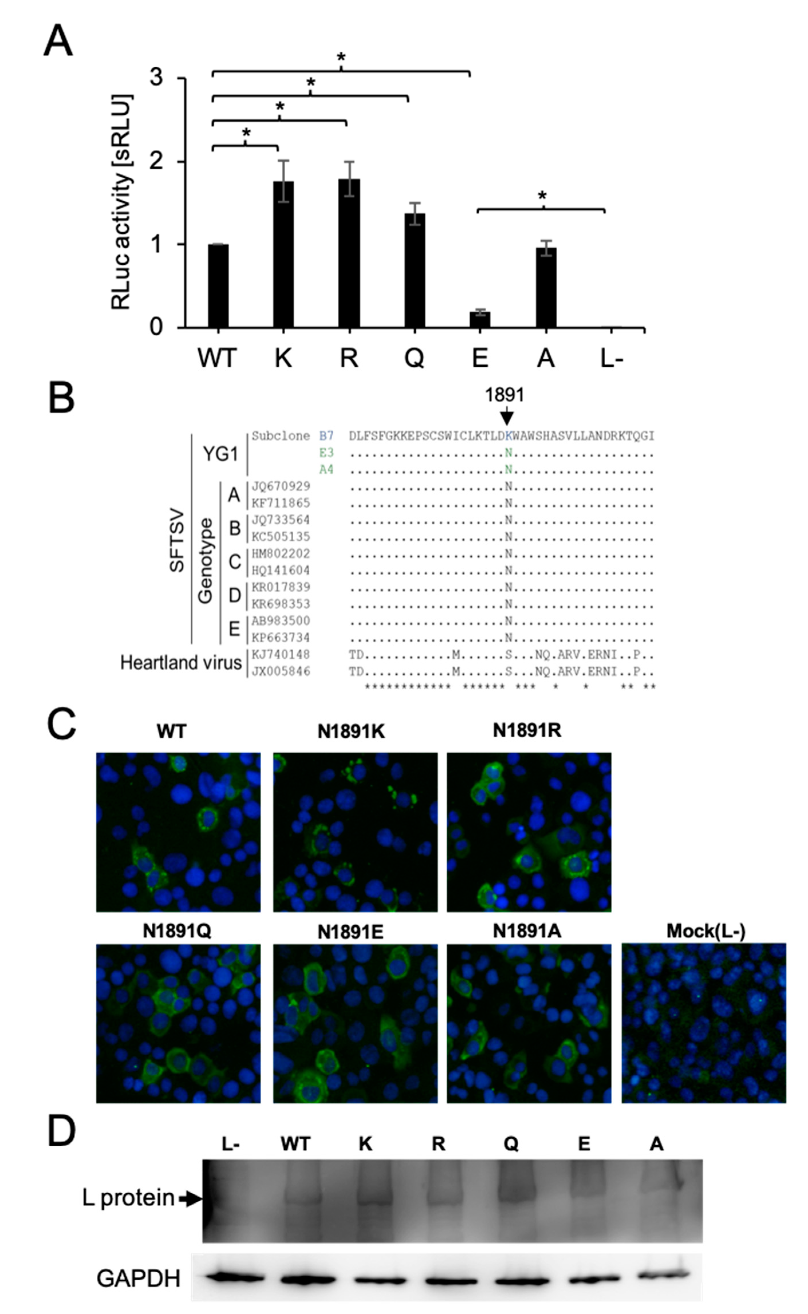 Viruses 13 00033 g002 Viruses 13 00033 g002