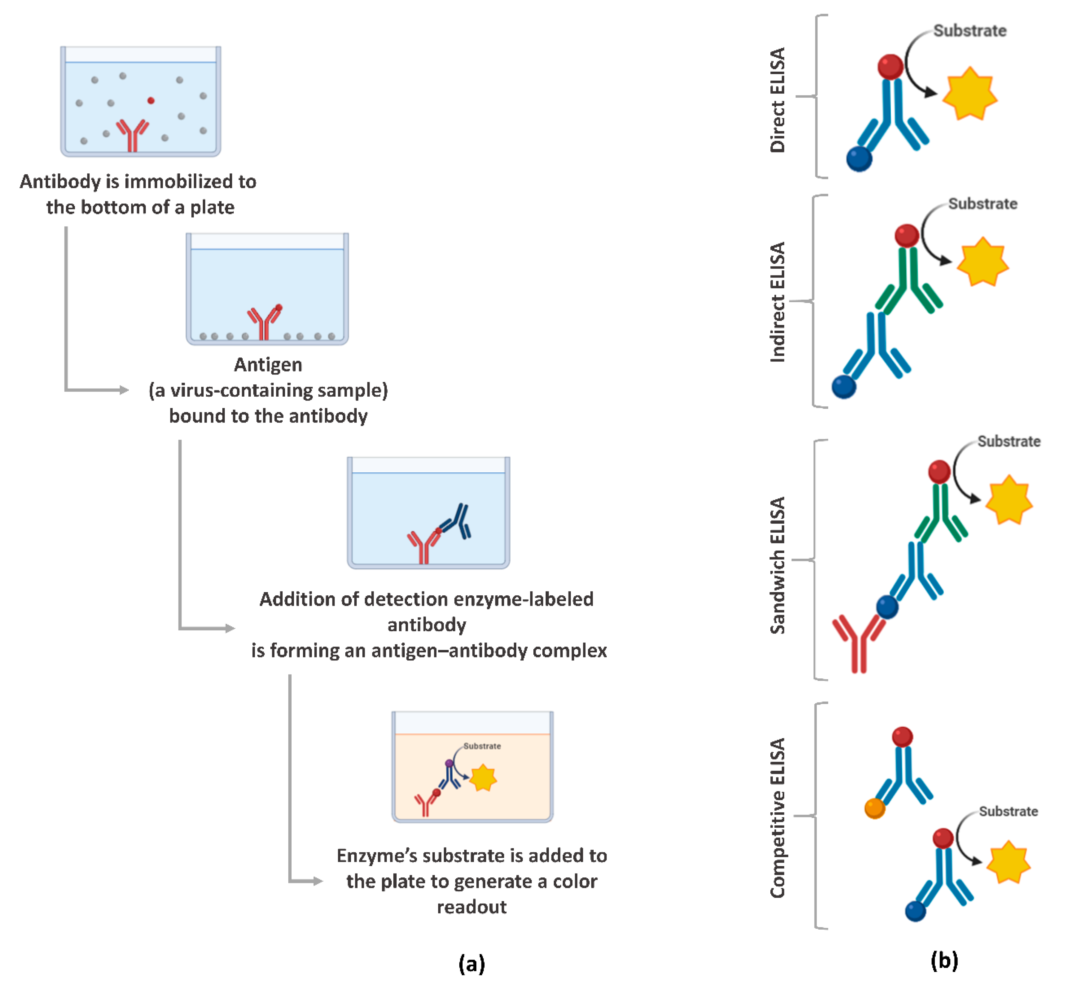Viruses 13 00040 g003 Viruses 13 00040 g003