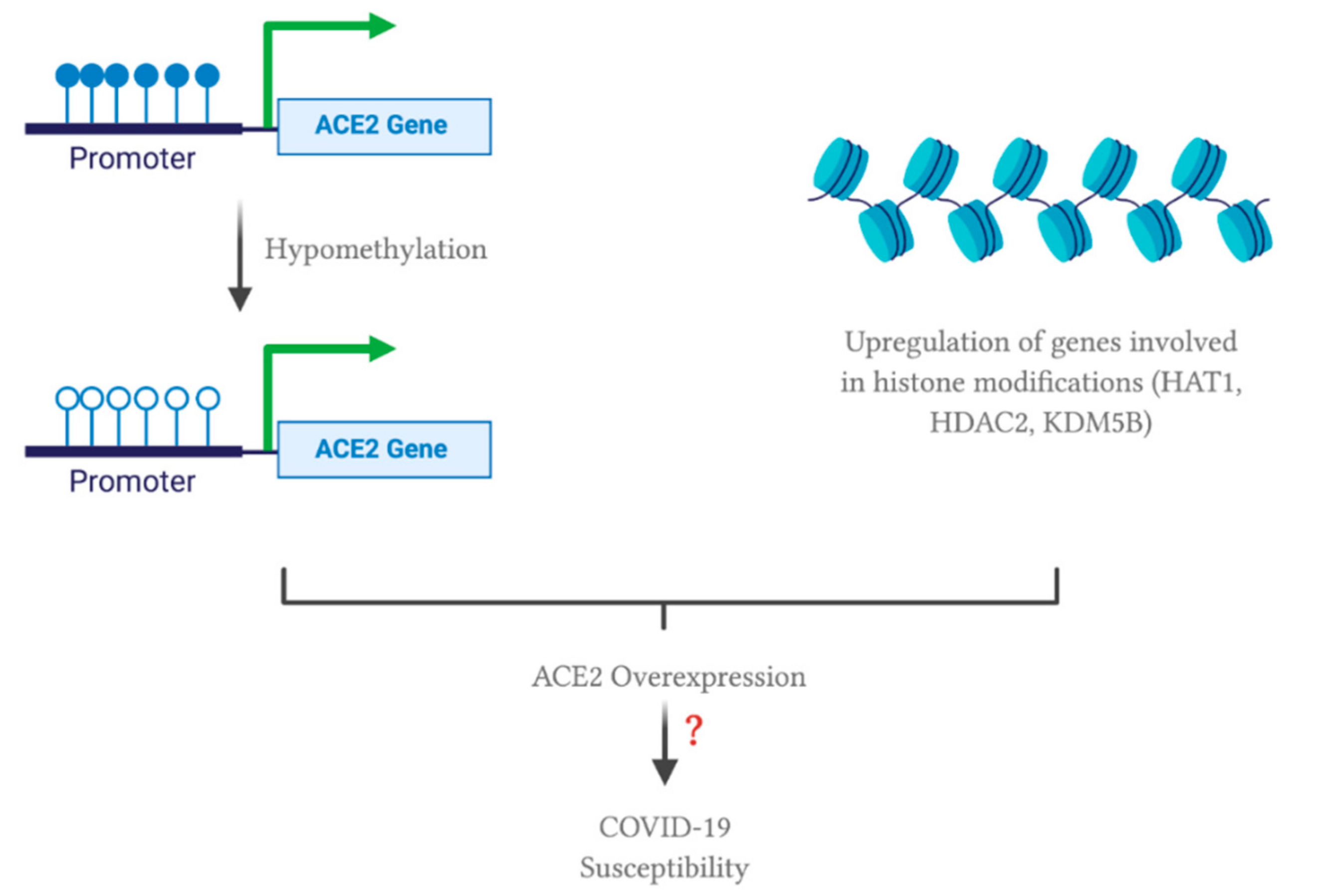 Viruses Free Full Text Markers Associated With Covid 19 Susceptibility Resistance And Severity Html Viruses Free Full Text Markers Associated With Covid 19 Susceptibility Resistance And Severity Html