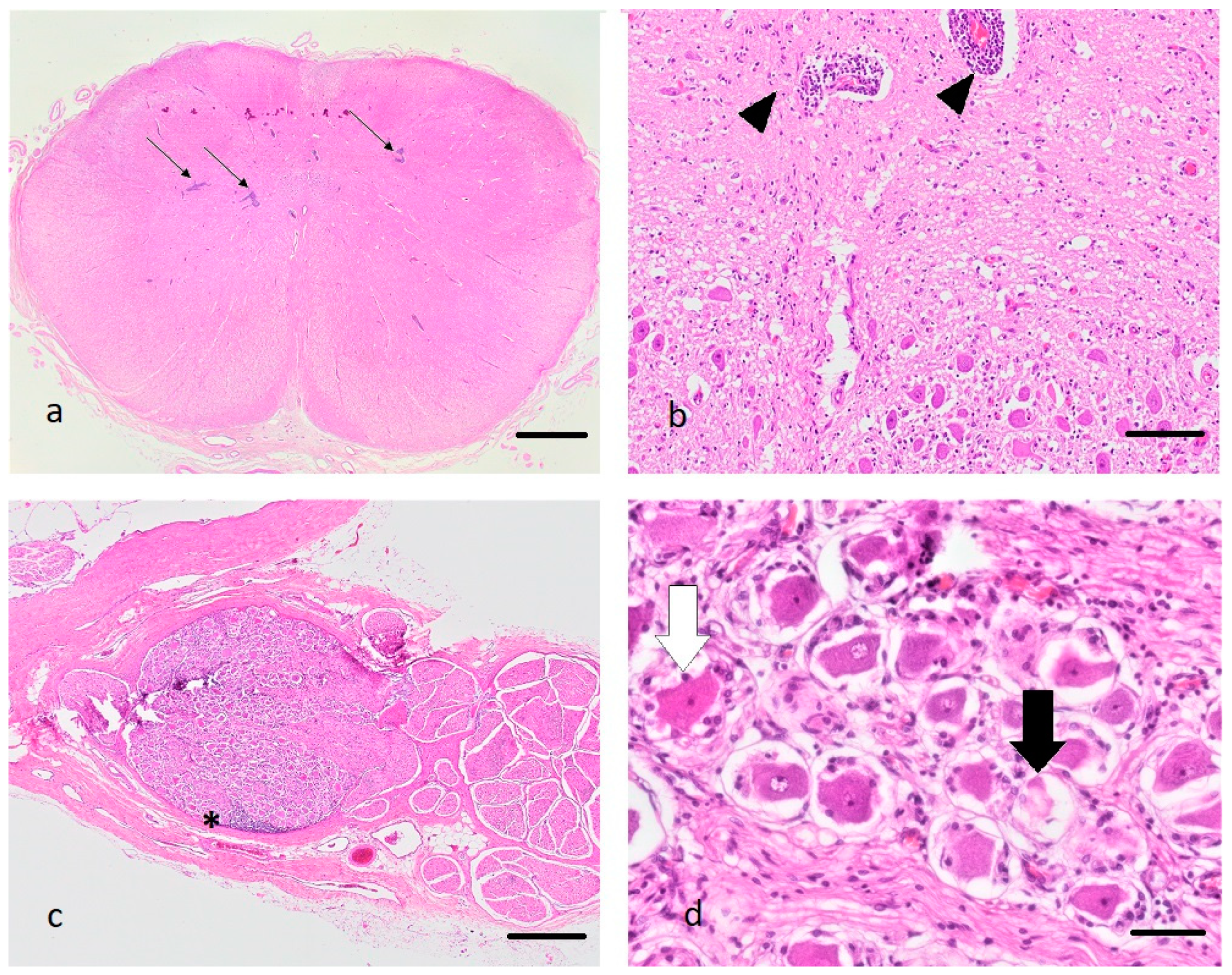 Viruses 13 00050 g001