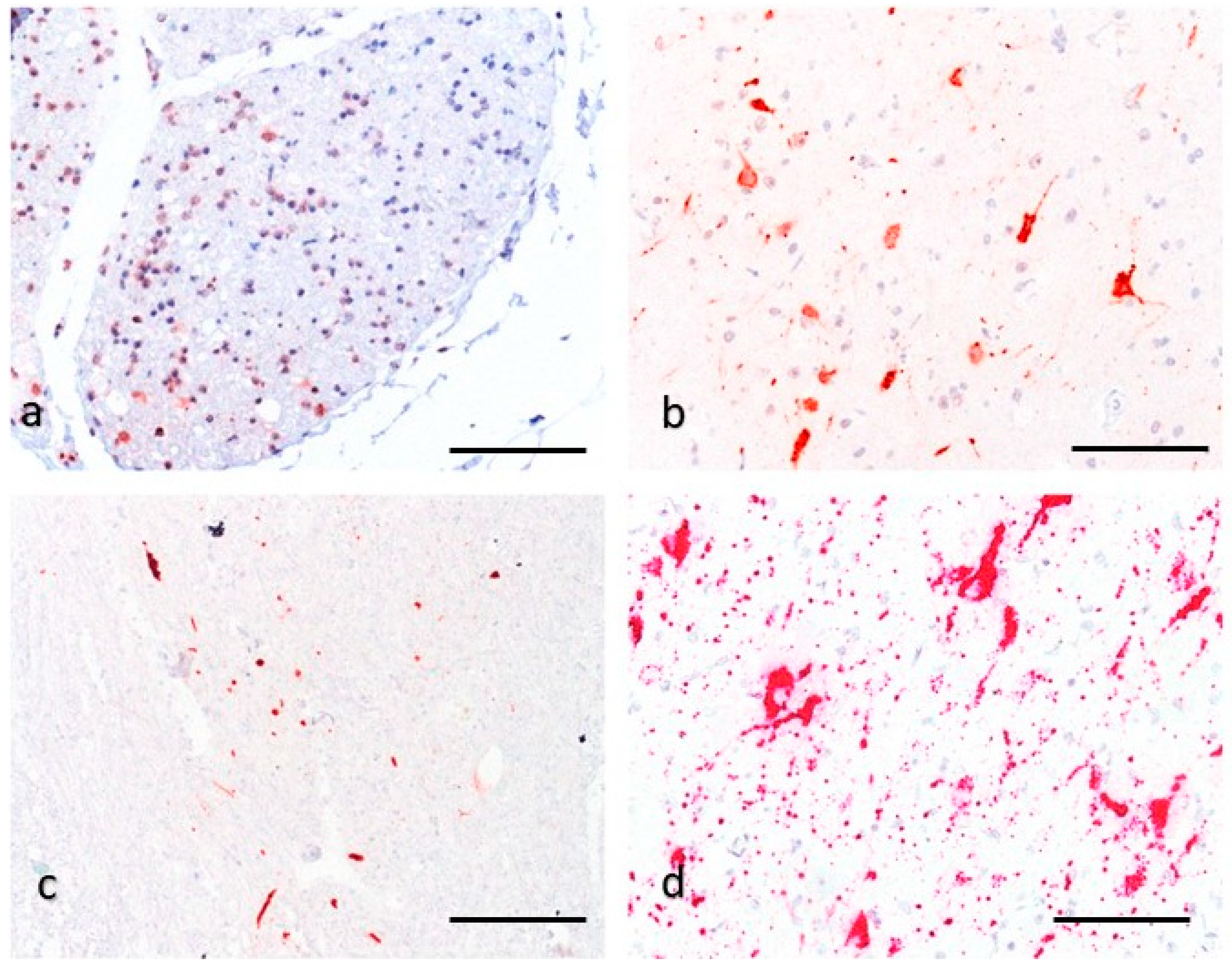 Viruses 13 00050 g002