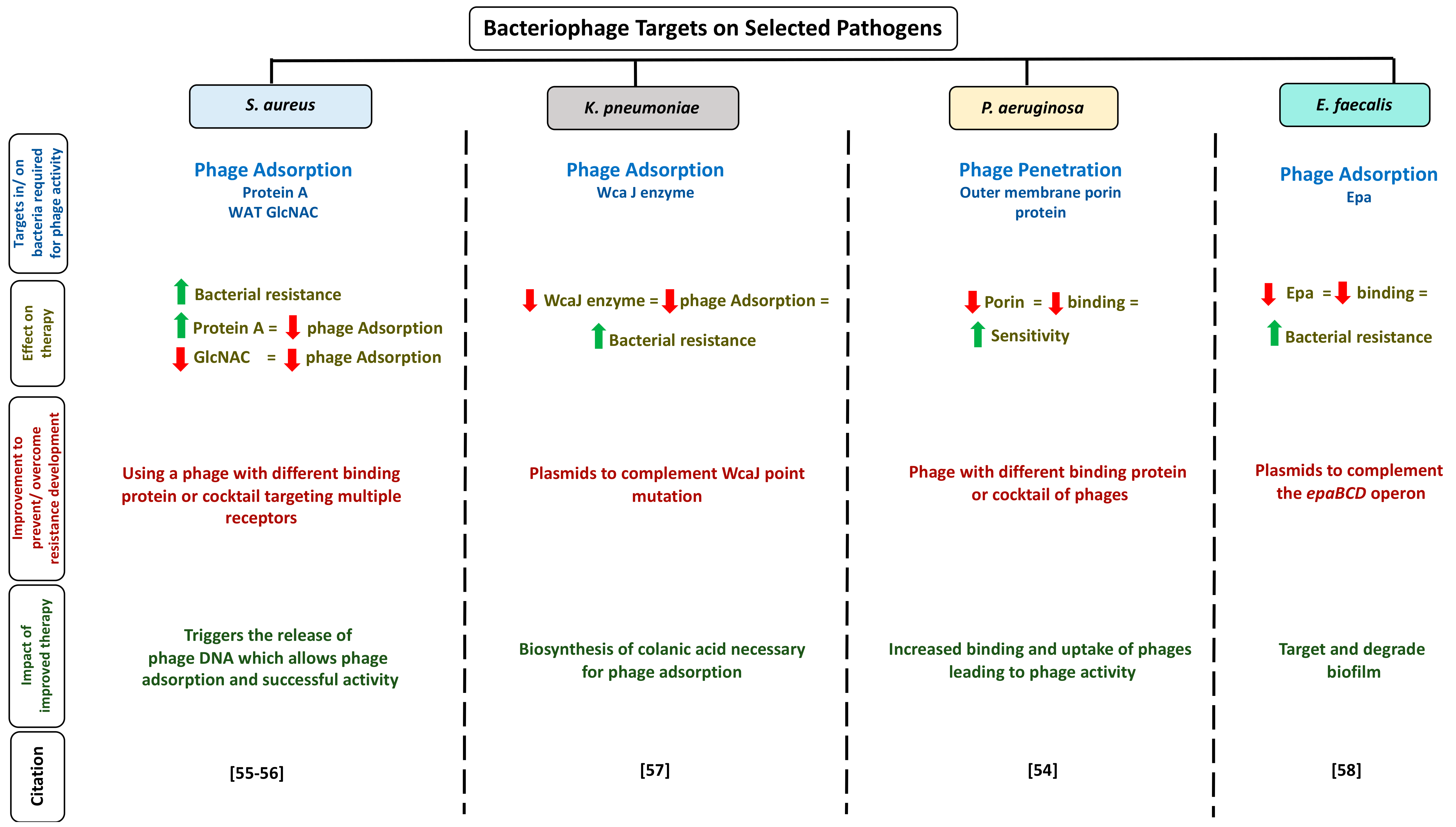 Viruses 13 00051 g002 Viruses 13 00051 g002