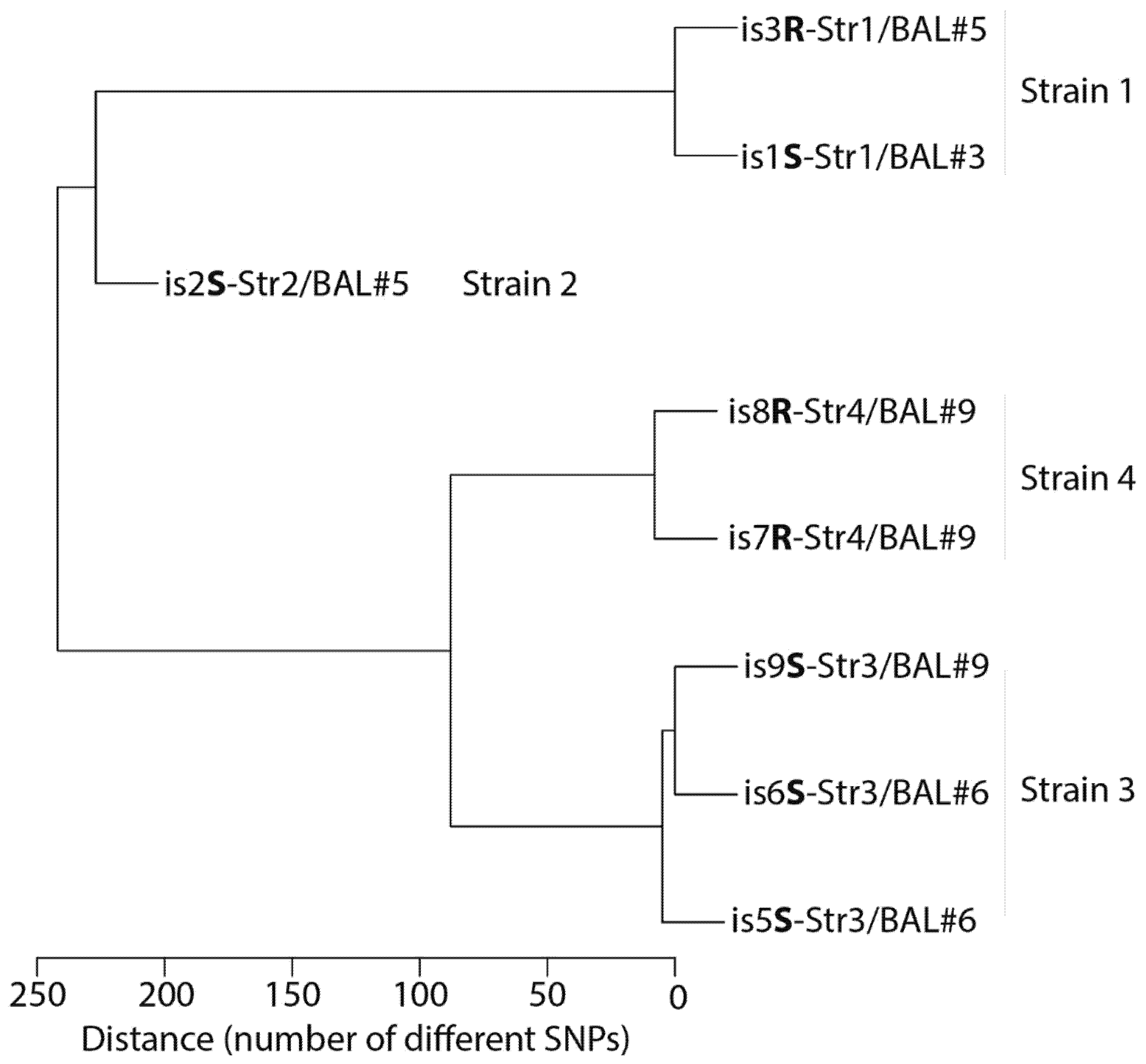 Viruses 13 00060 g001