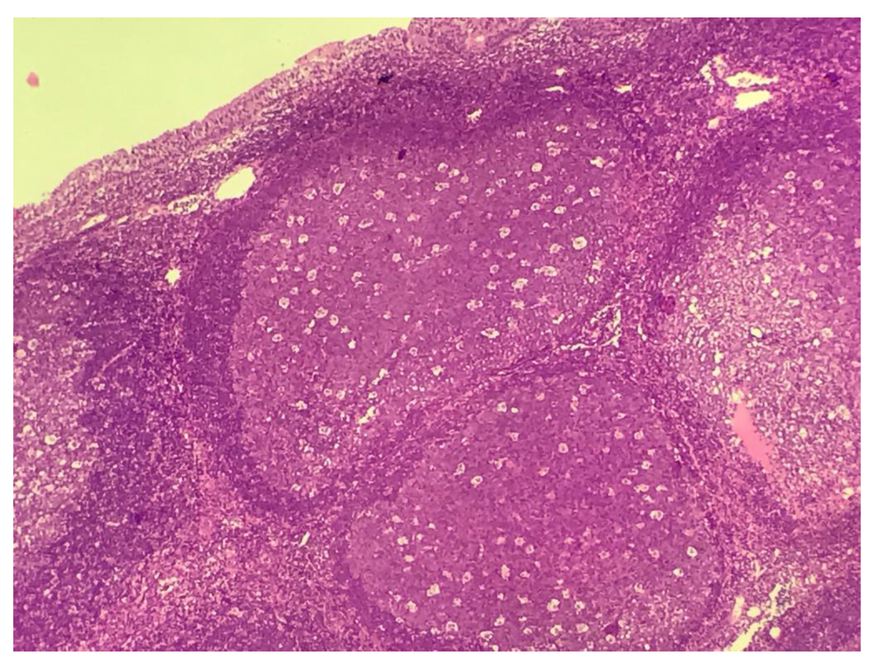 Viruses 13 00062 g001