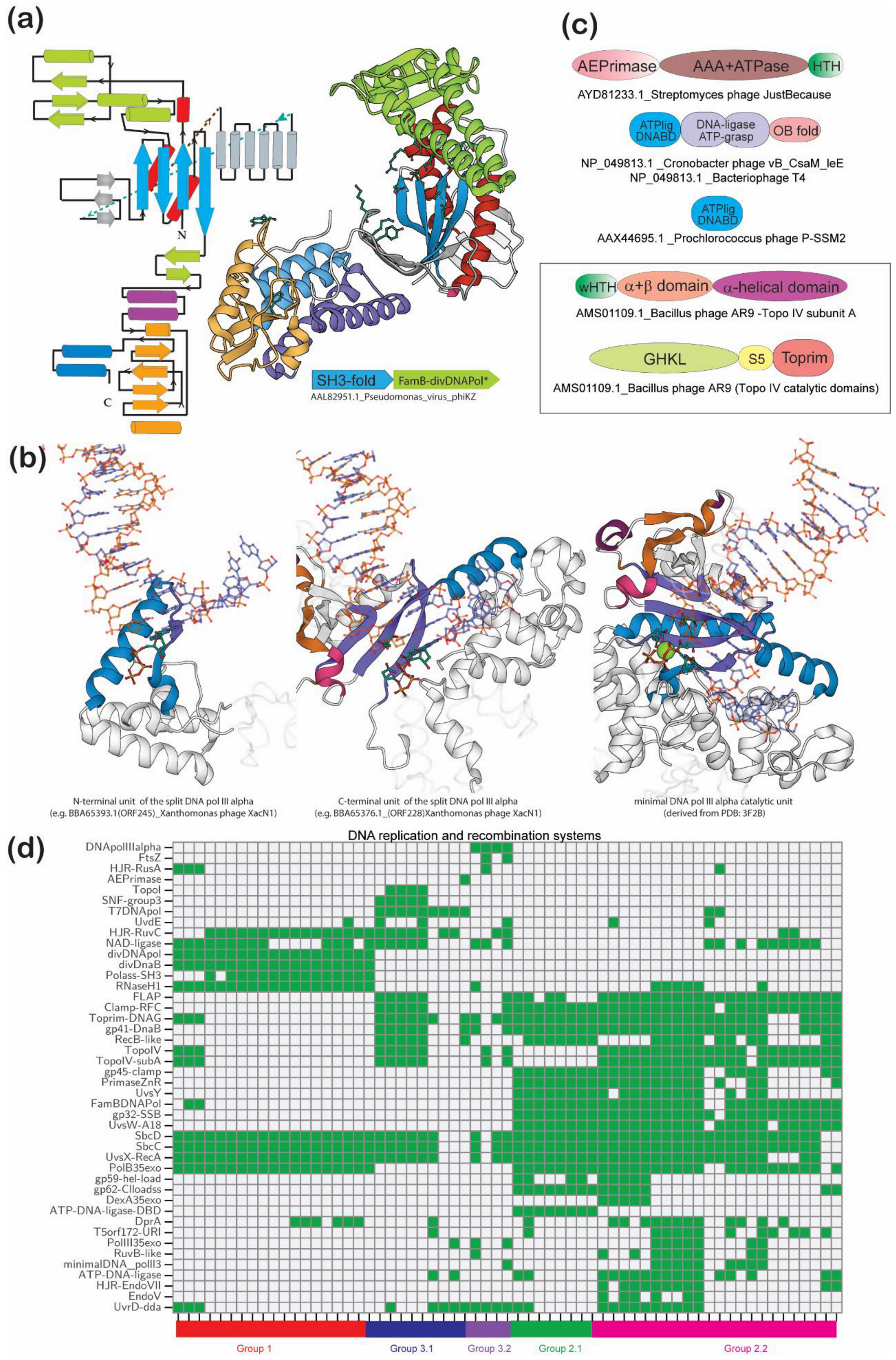 Viruses | Free Full-Text | Jumbo Phages: A Comparative Genomic 