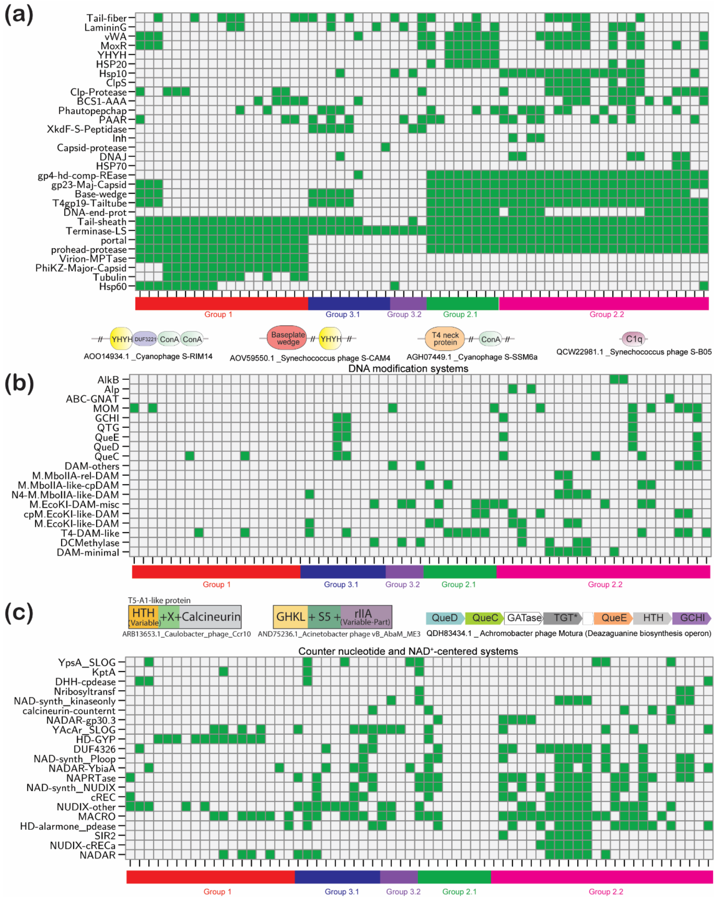 Viruses | Free Full-Text | Jumbo Phages: A Comparative Genomic 