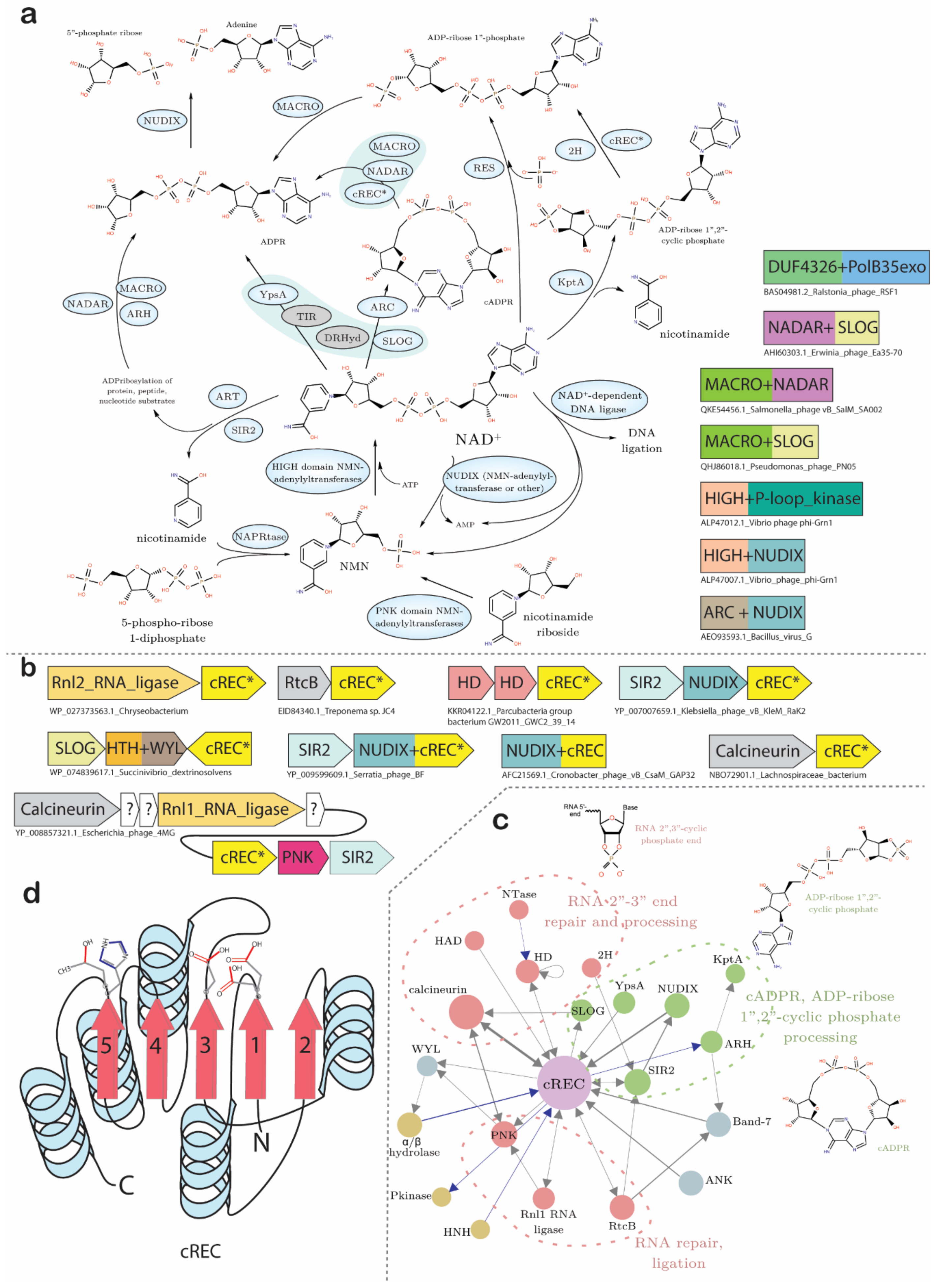 Viruses 13 00063 g006 Viruses 13 00063 g006
