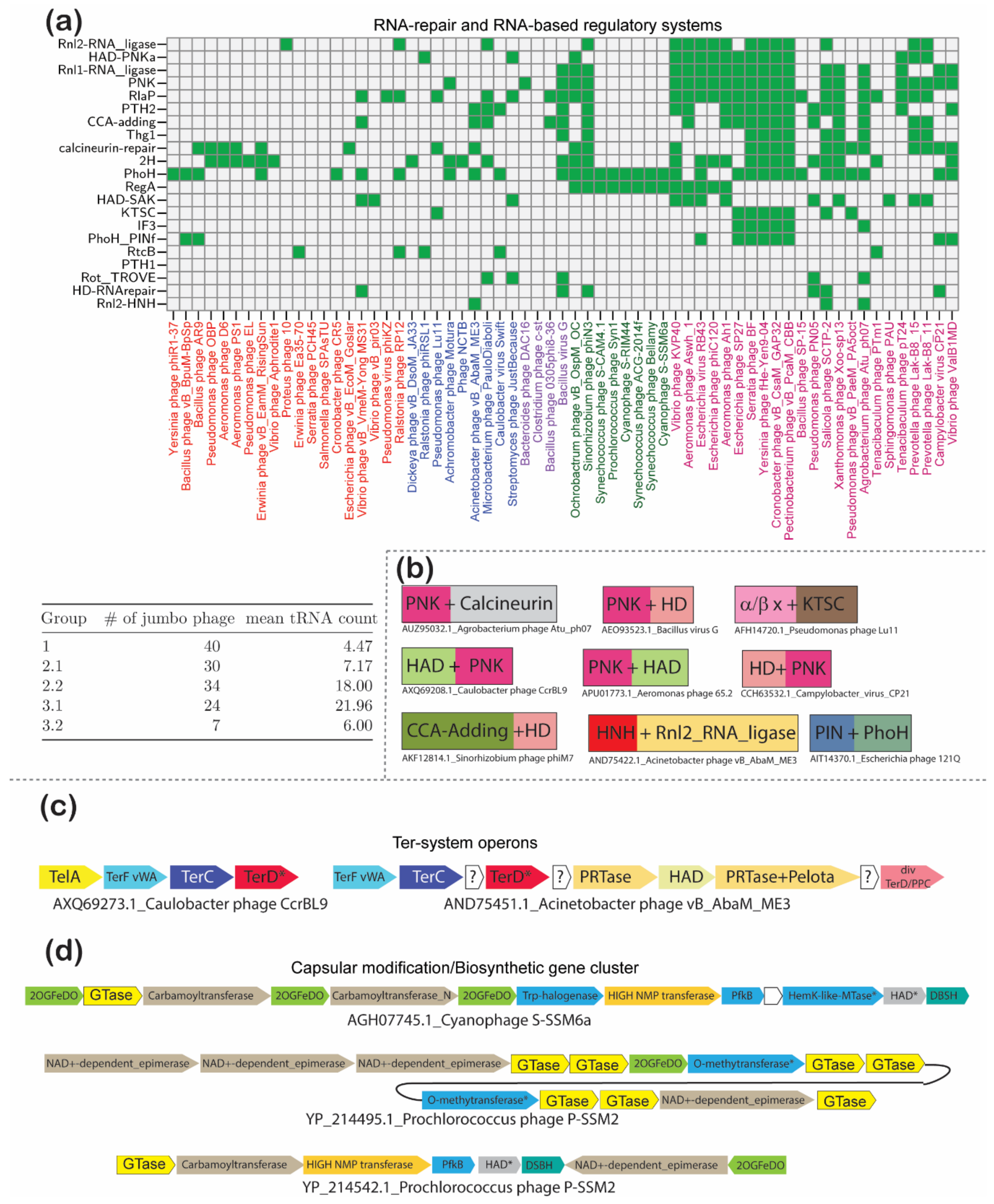 クローズ18 Jumbo Phages: A Comparative Genomic Overview of Core