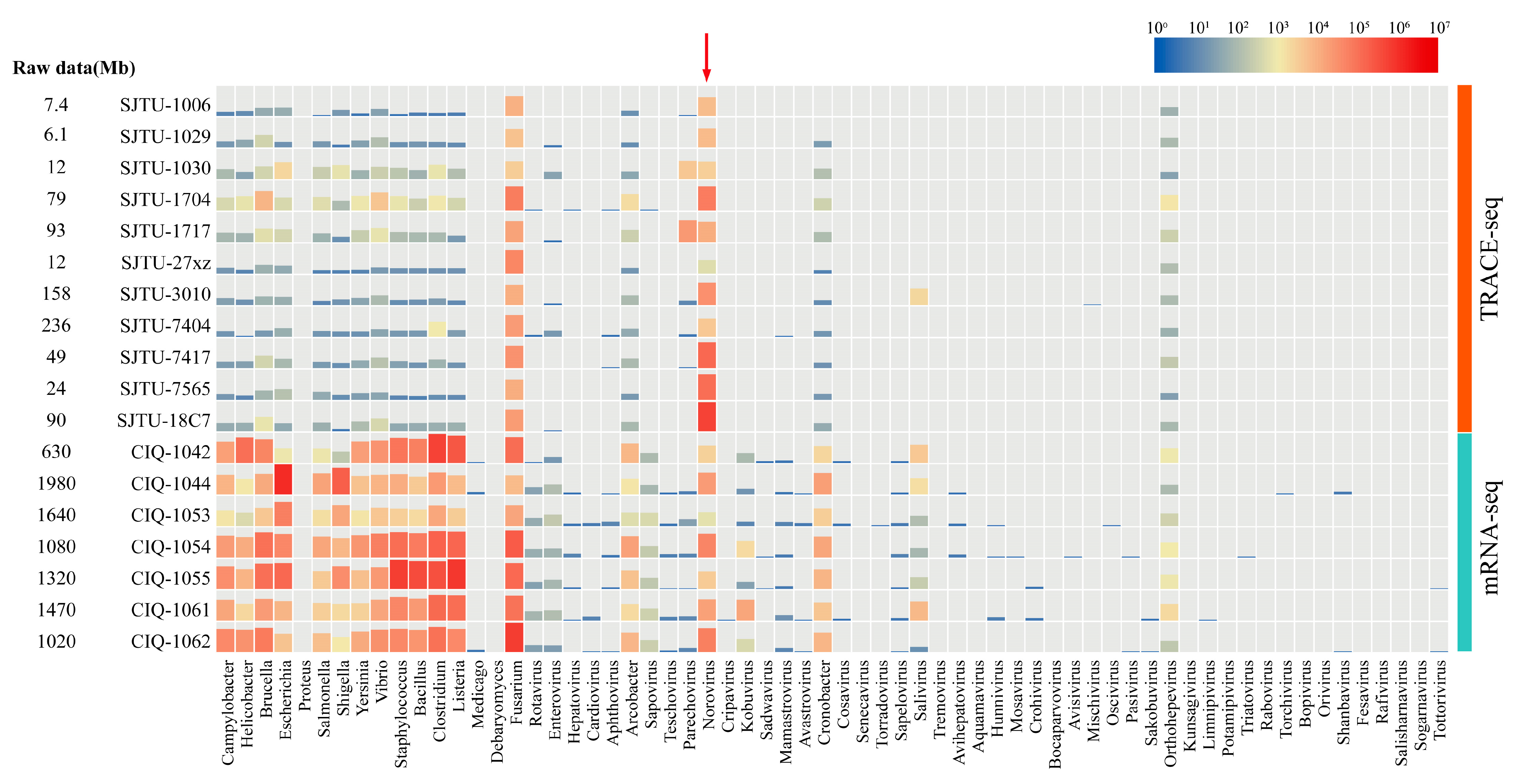 Viruses 13 00065 g003 Viruses 13 00065 g003