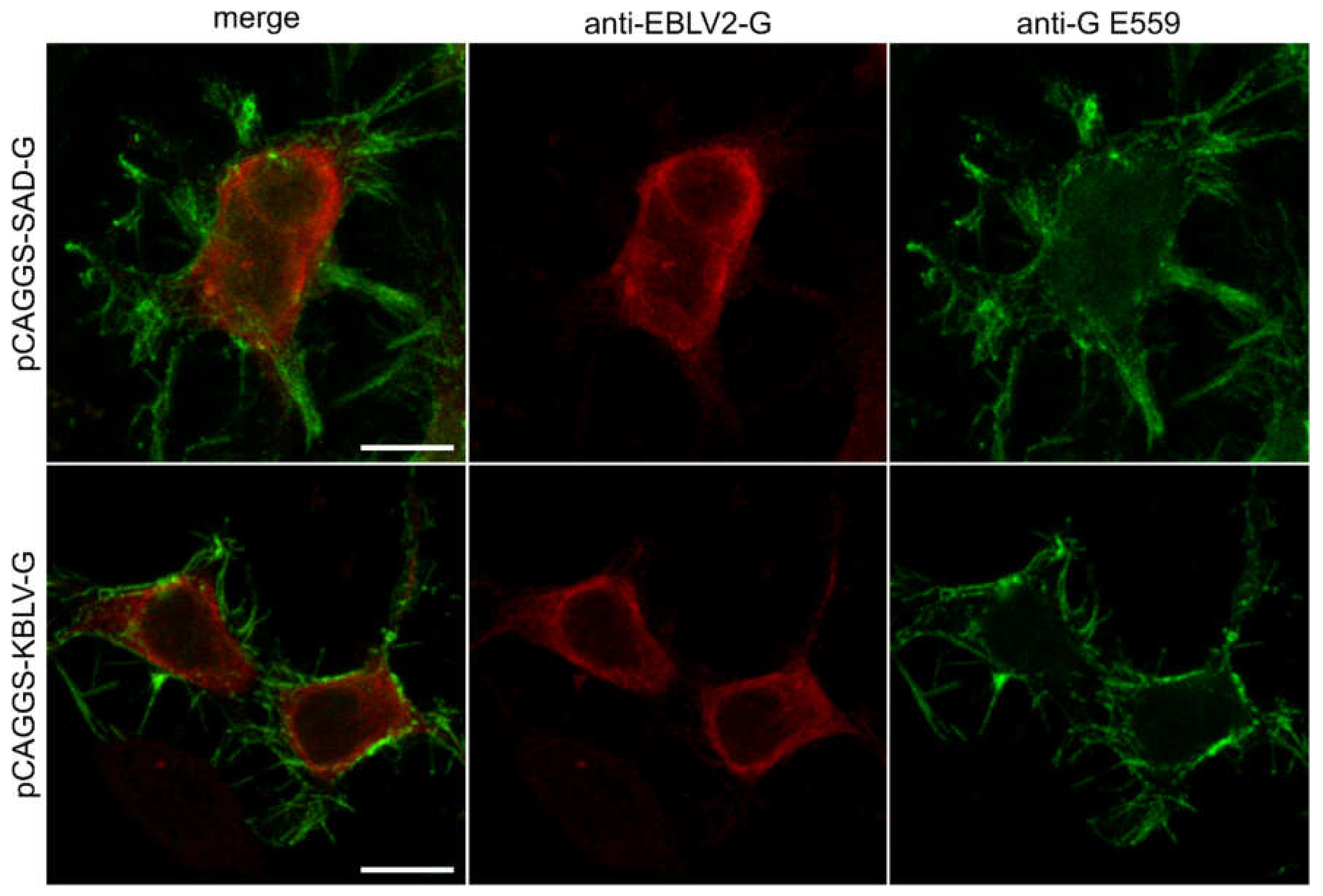 Viruses 13 00069 g002 Viruses 13 00069 g002