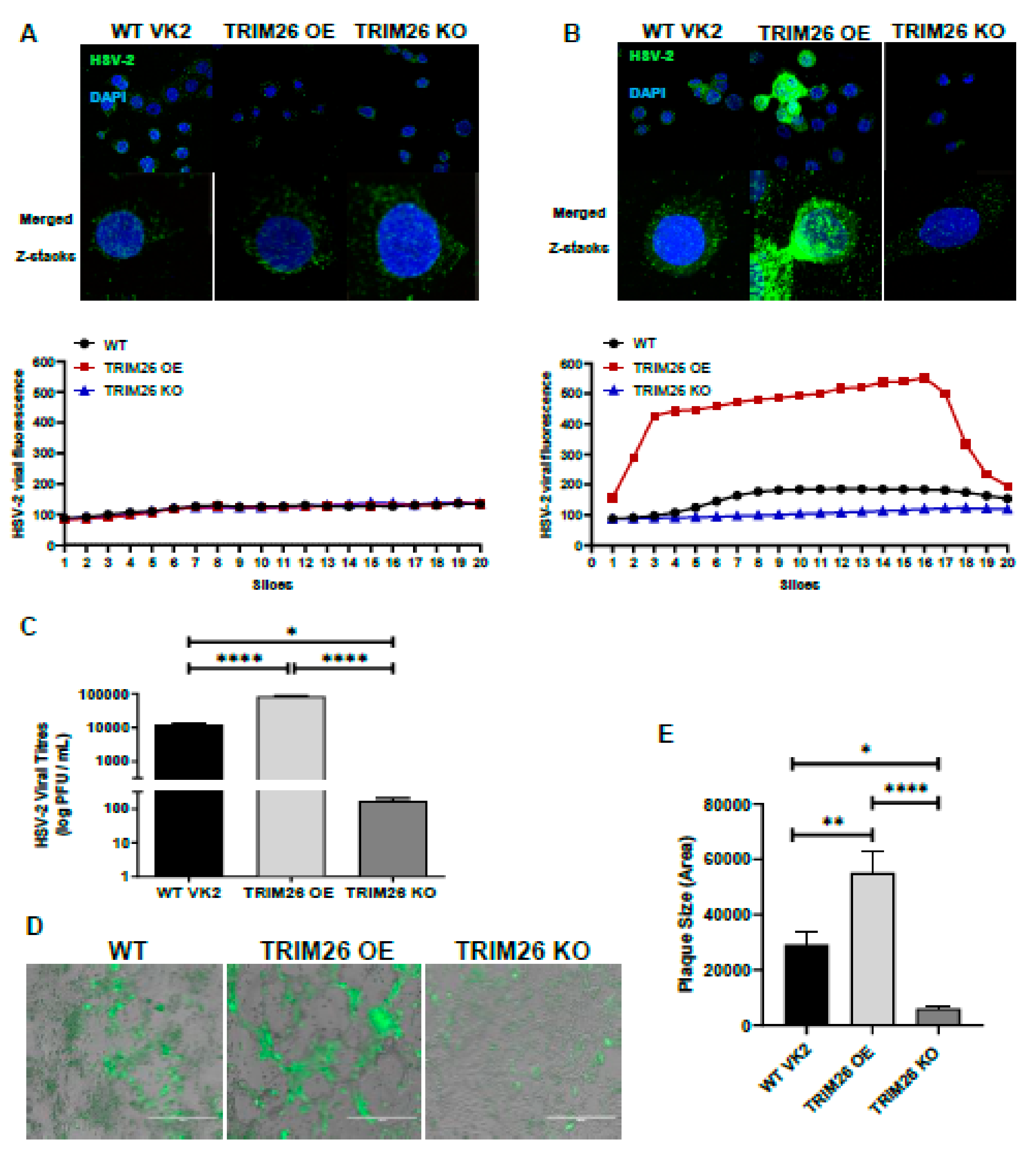 Viruses 13 00070 g004