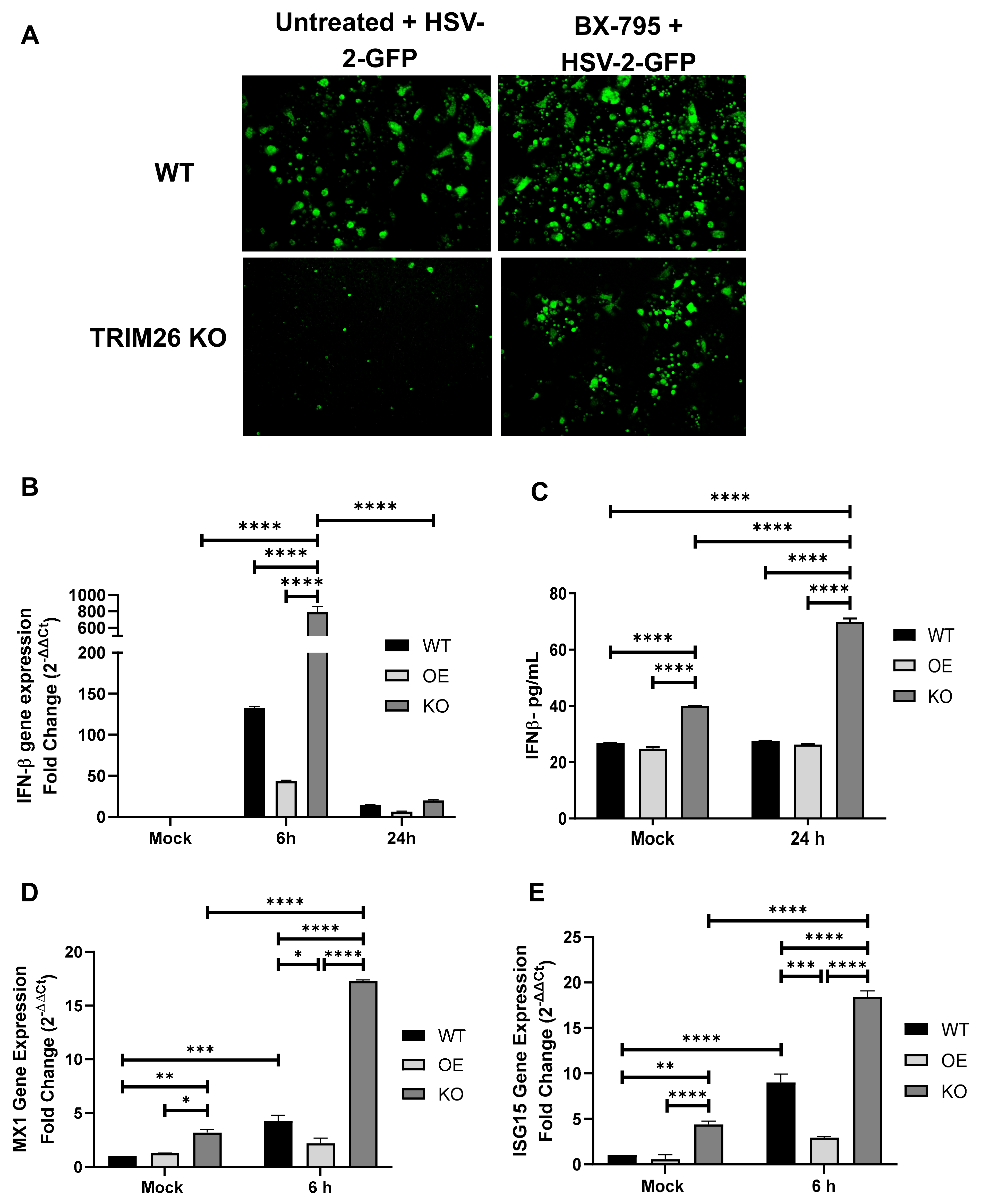 Viruses 13 00070 g006