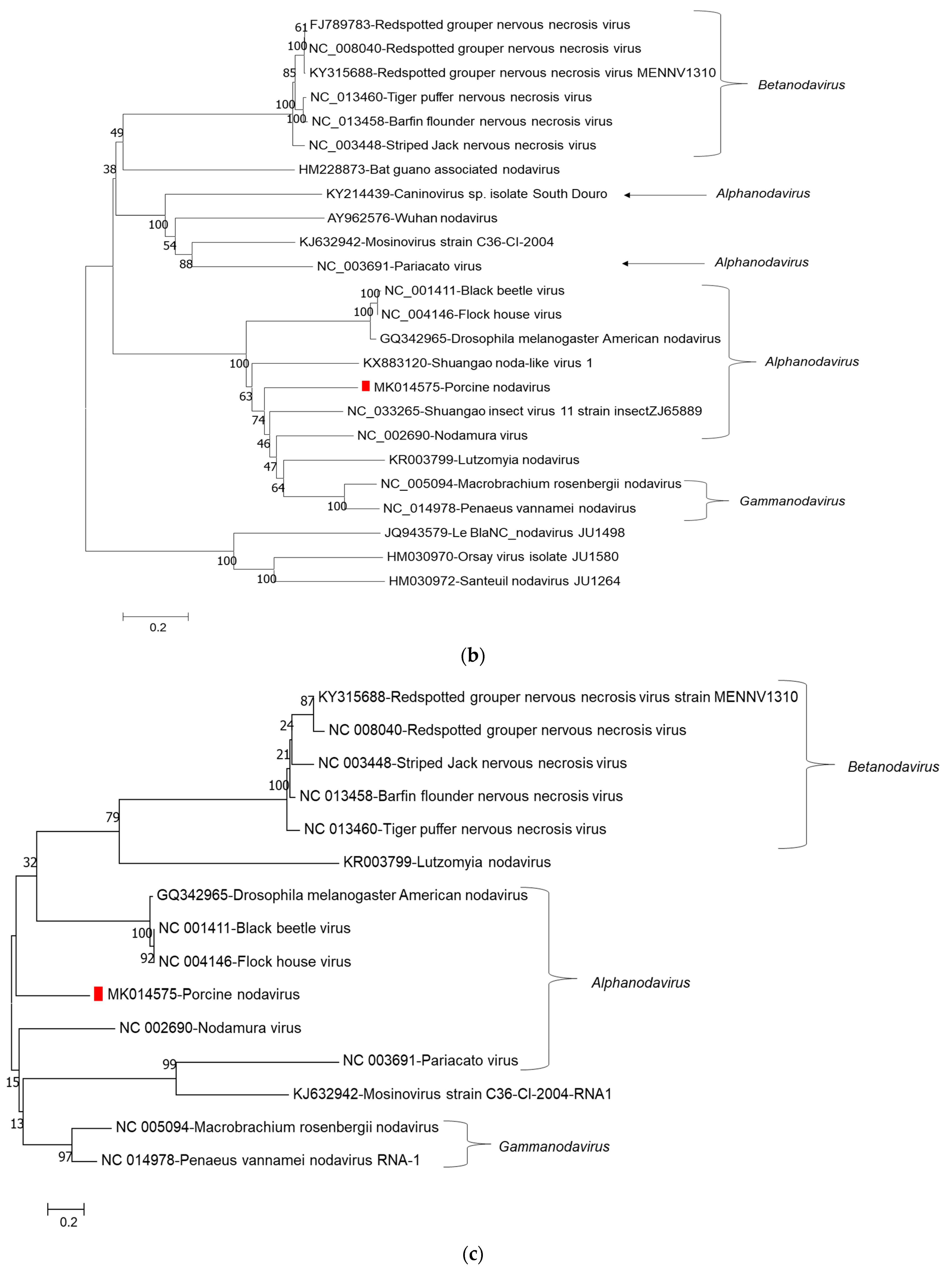 Viruses 13 00073 g001b Viruses 13 00073 g001b