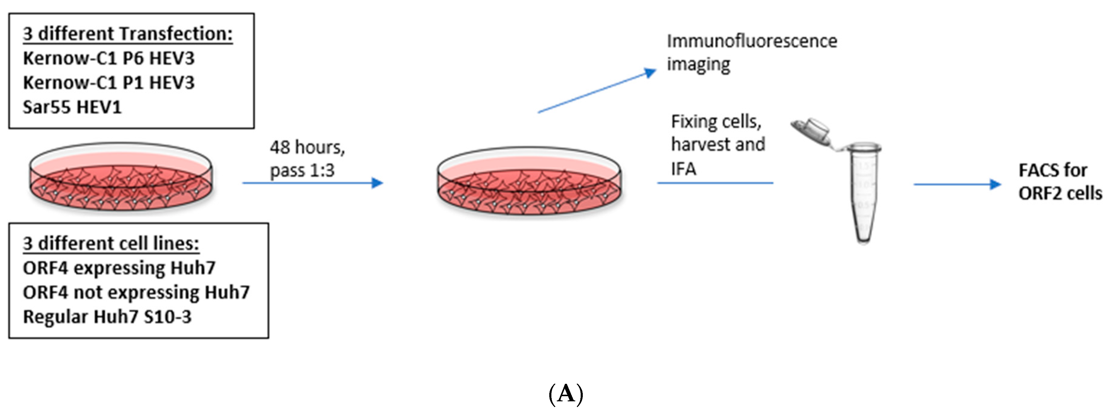 Viruses 13 00075 g004a Viruses 13 00075 g004a