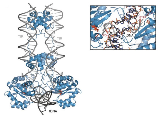 Viruses 13 00076 g005 550