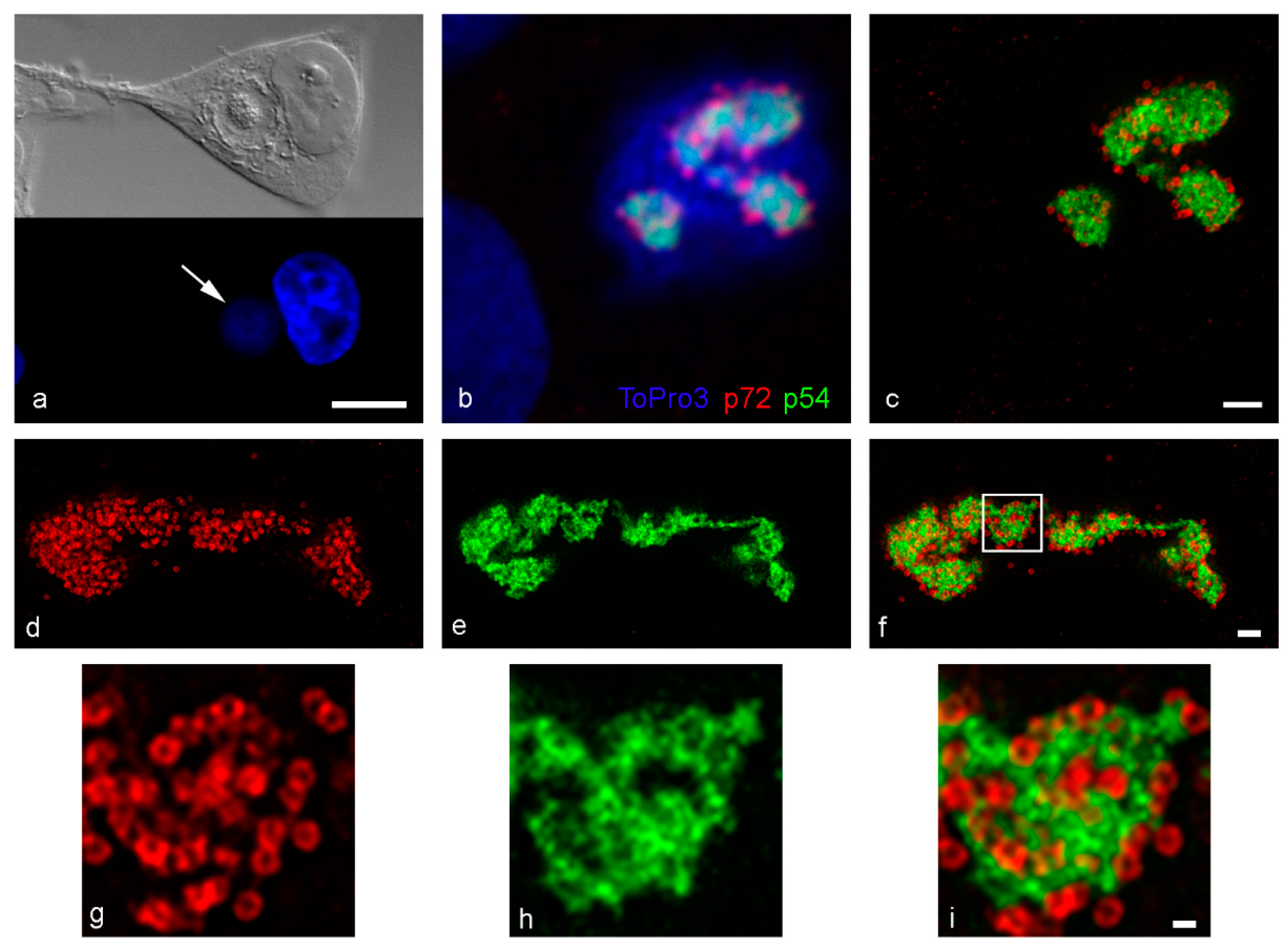 Viruses 13 00077 g001 Viruses 13 00077 g001