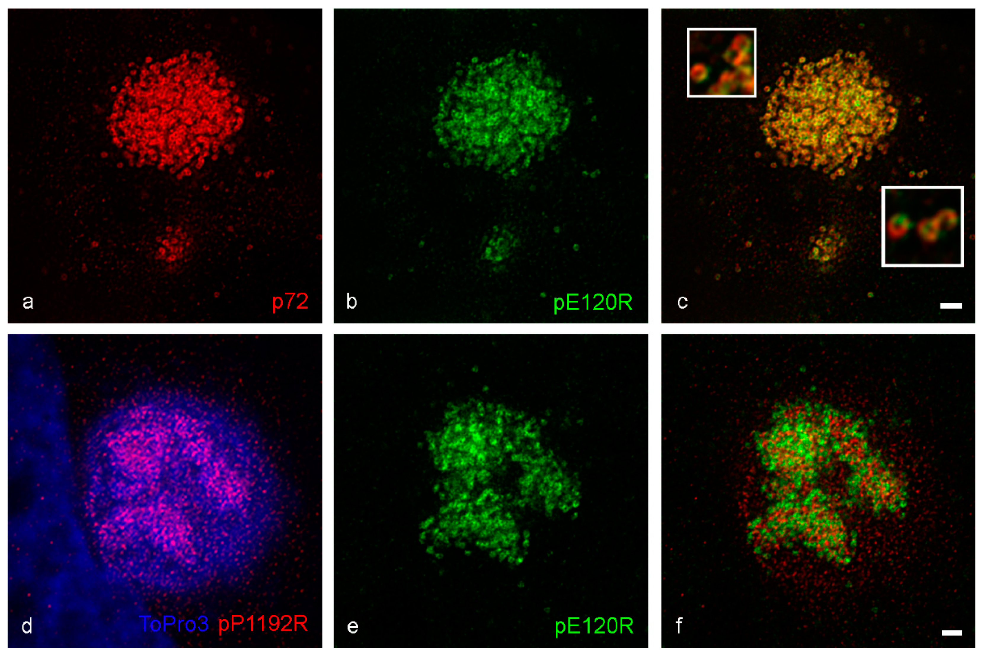 Viruses 13 00077 g002 Viruses 13 00077 g002