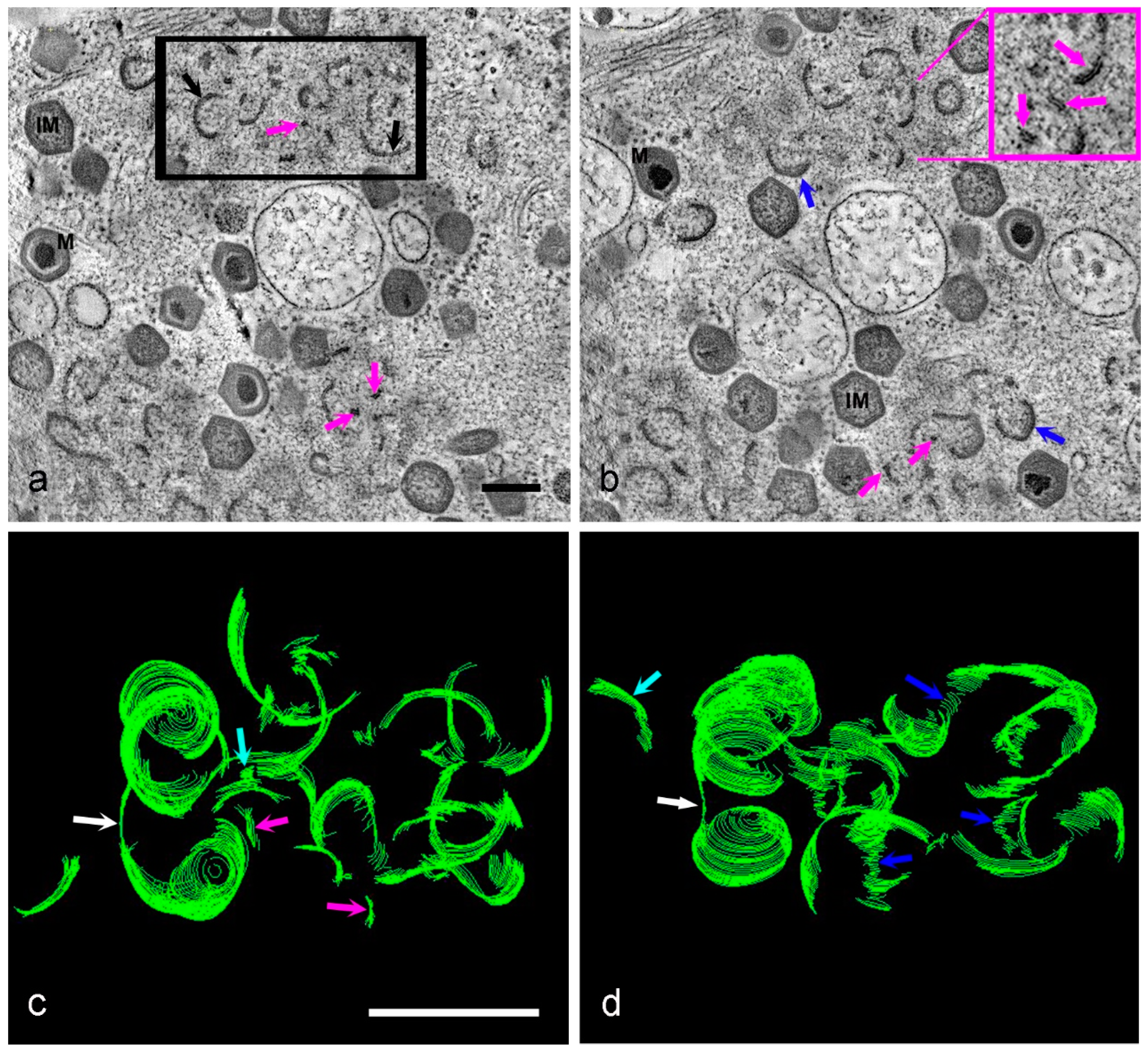 Viruses 13 00077 g005 Viruses 13 00077 g005
