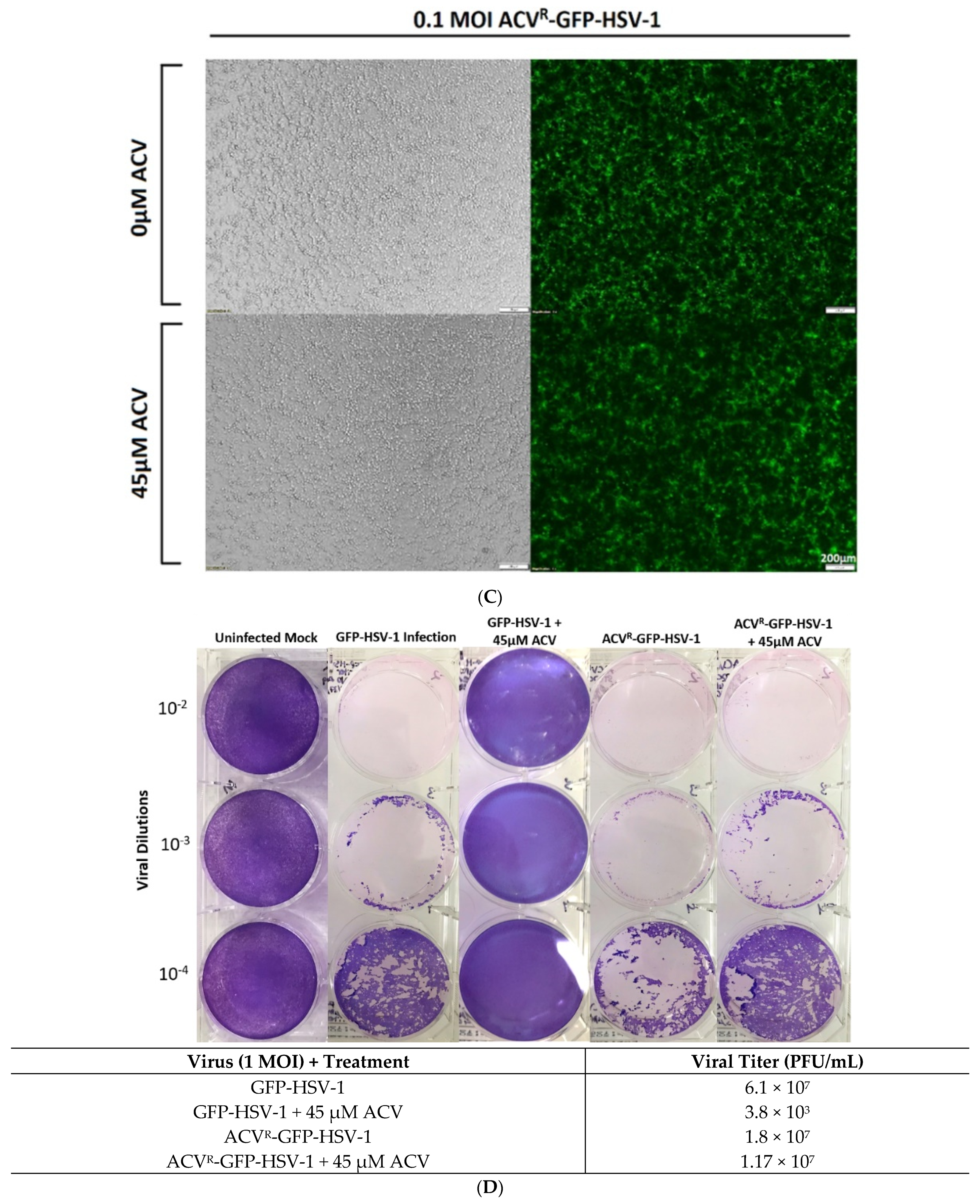 Viruses 13 00086 g001b Viruses 13 00086 g001b