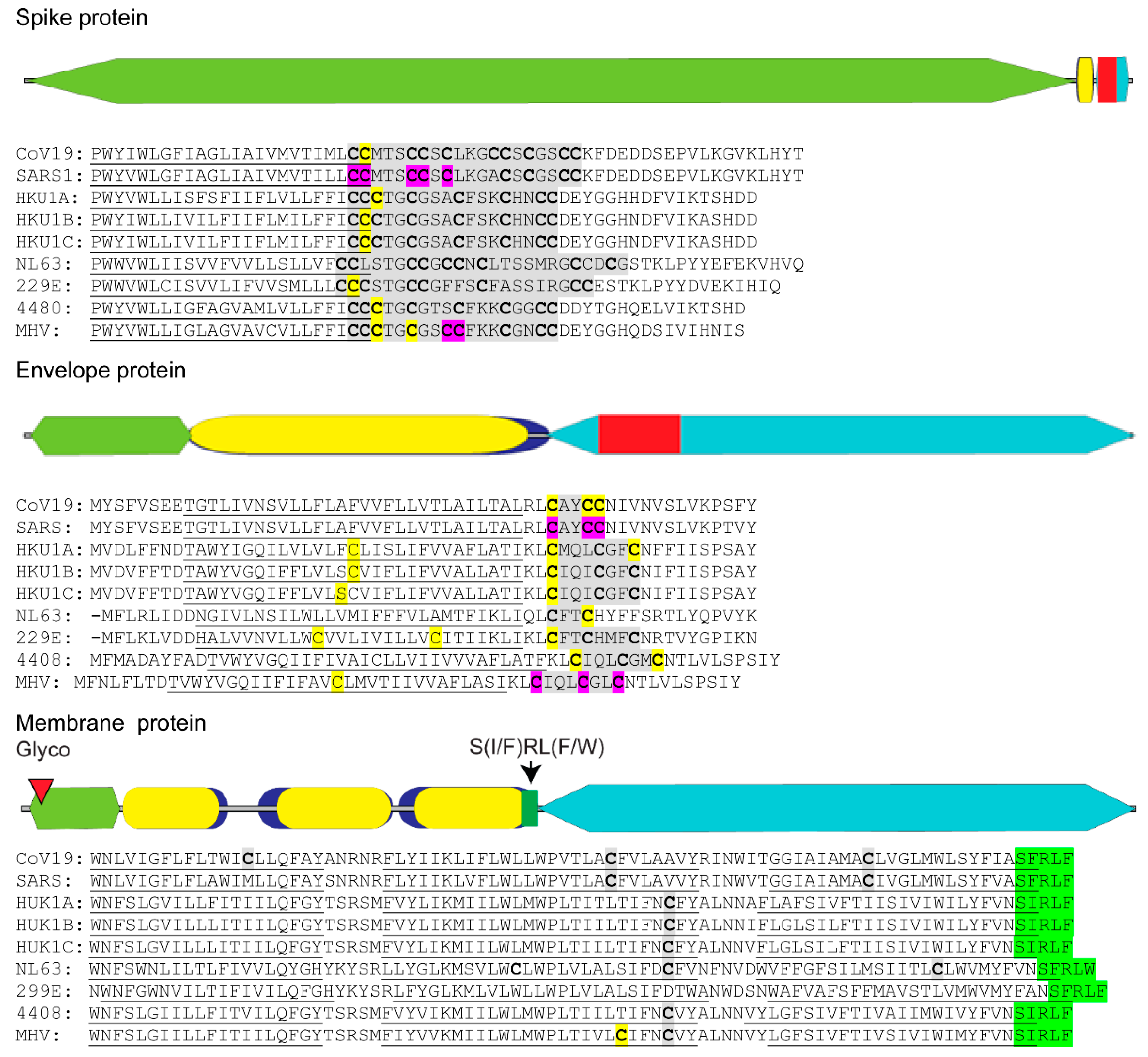 Viruses Free Full Text The Fatty Acid Lipid Metabolism Nexus In Covid 19 Html Viruses Free Full Text The Fatty Acid Lipid Metabolism Nexus In Covid 19 Html