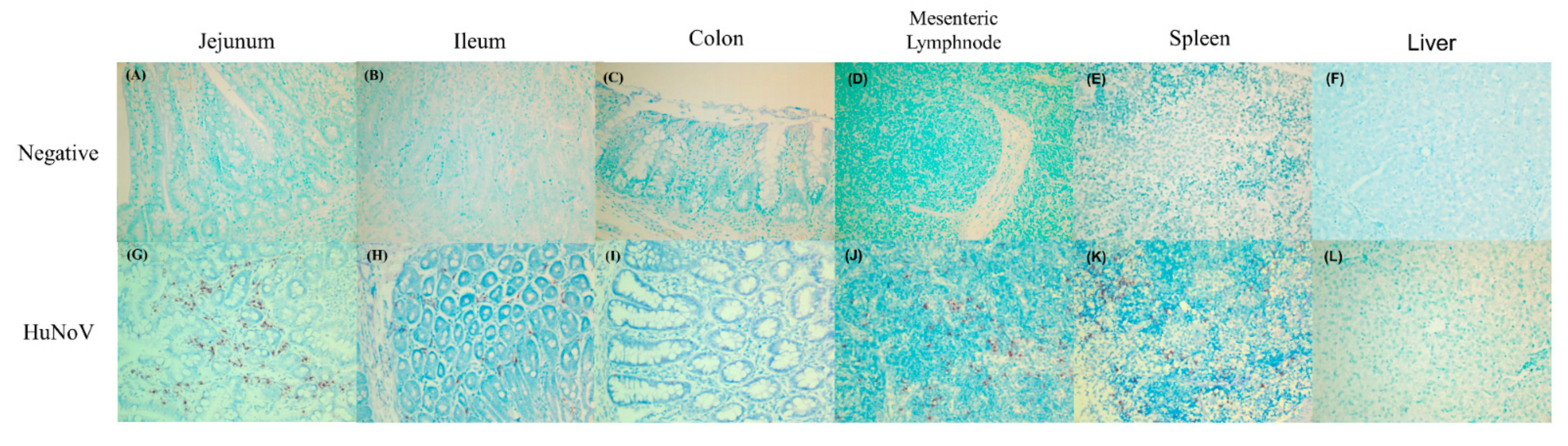 Viruses 13 00092 g001 Viruses 13 00092 g001