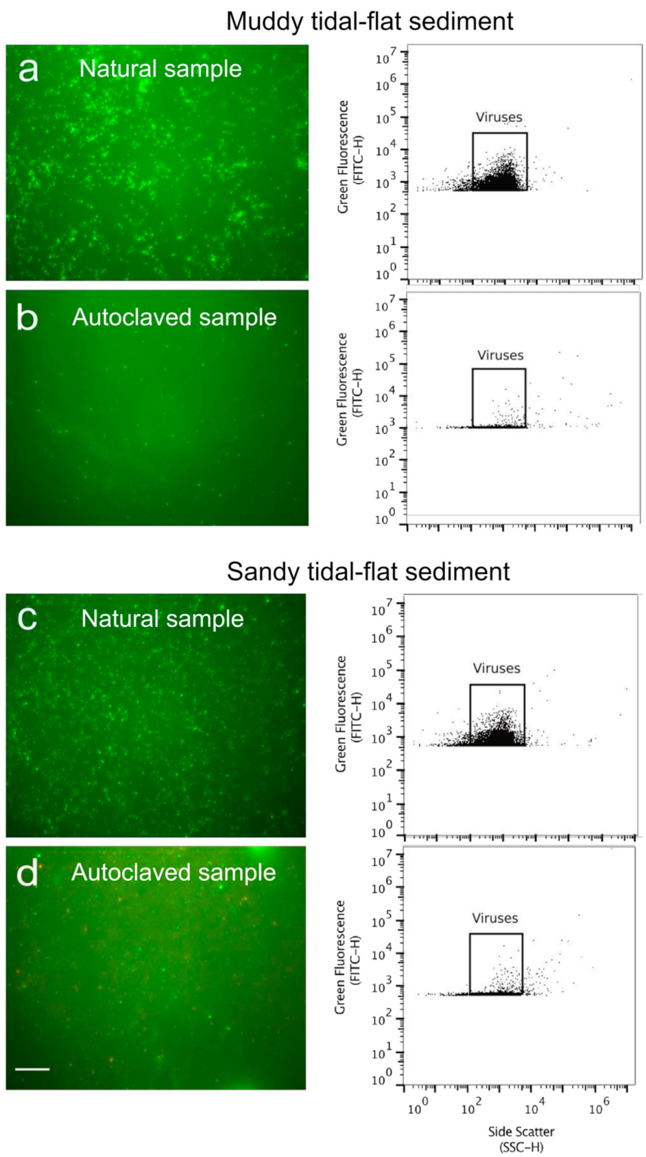 Viruses 13 00102 g003