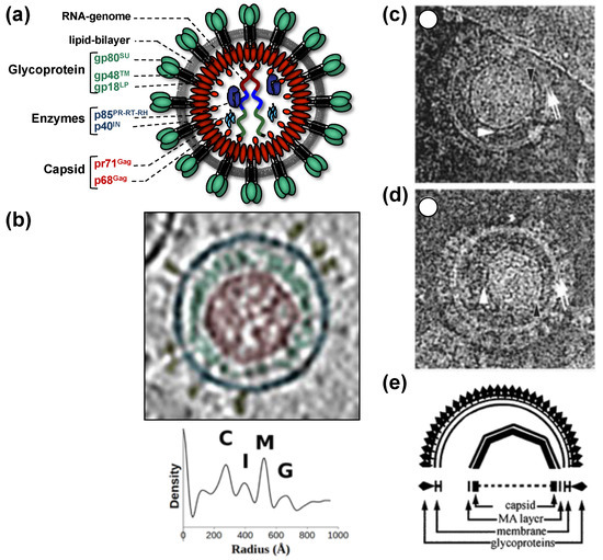 Viruses 13 00105 g001 550