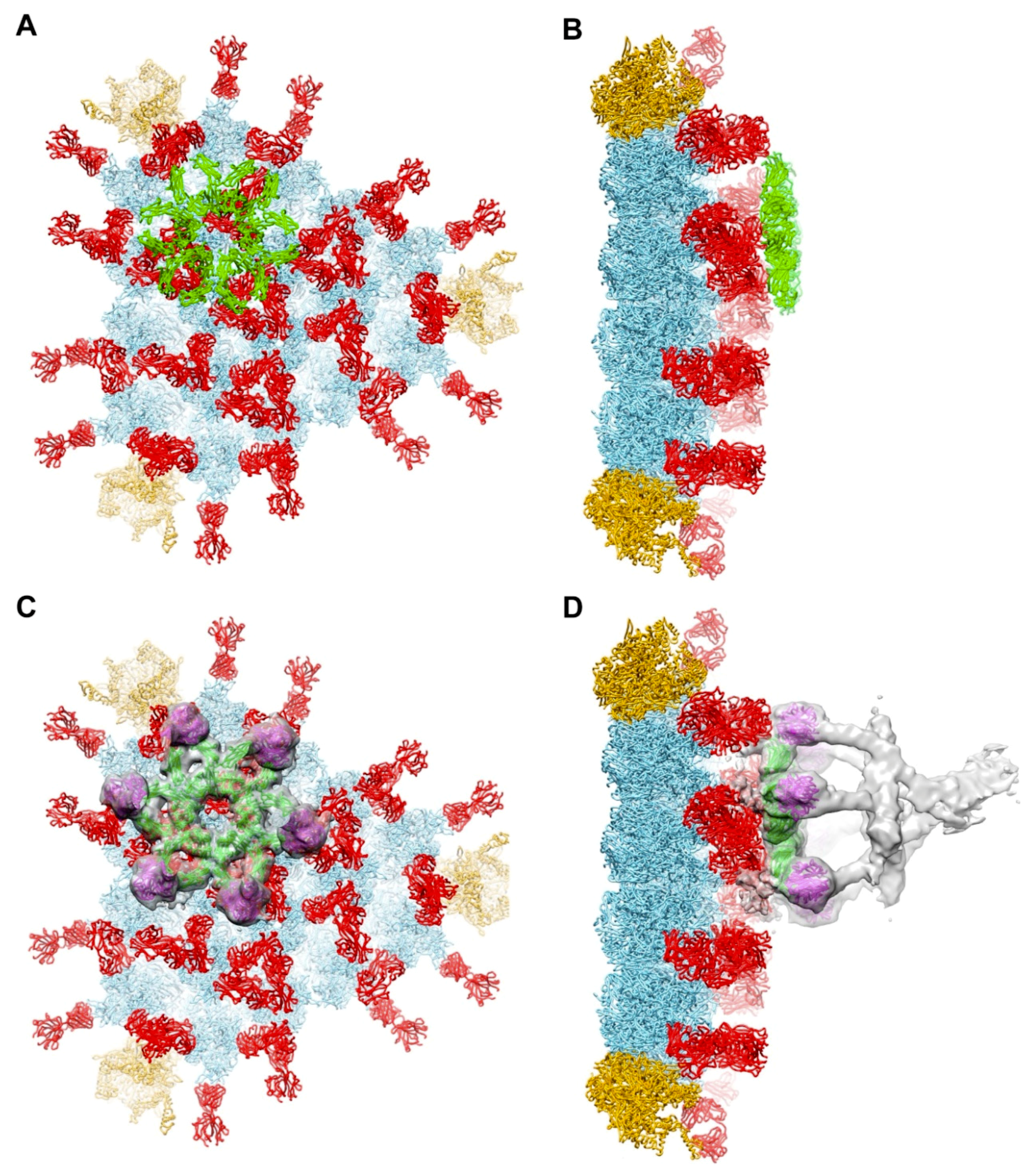 Viruses 13 00111 g003 Viruses 13 00111 g003