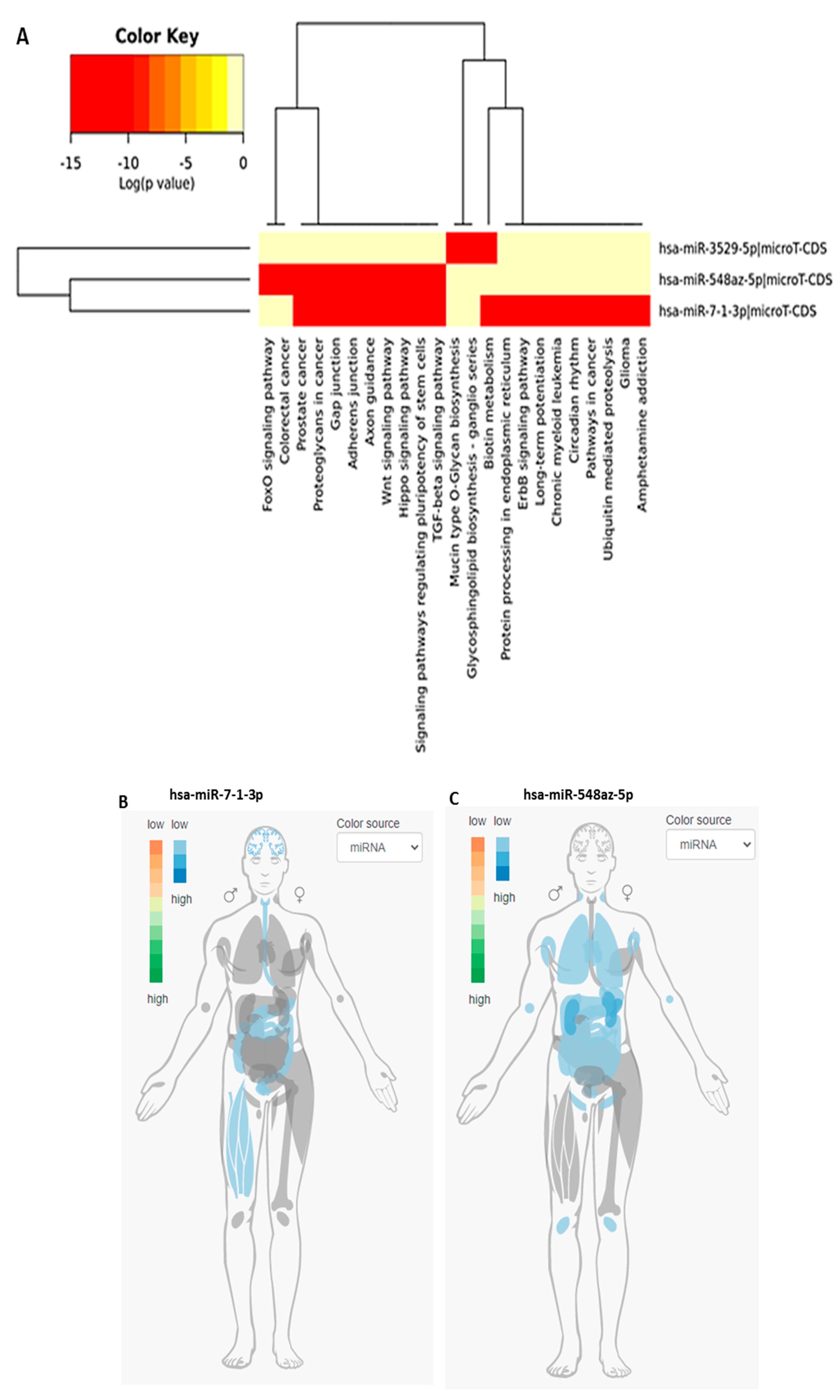 Viruses 13 00117 g004a Viruses 13 00117 g004a