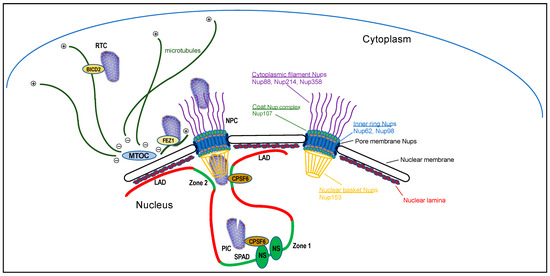 HIV Capsid and Integration Targeting