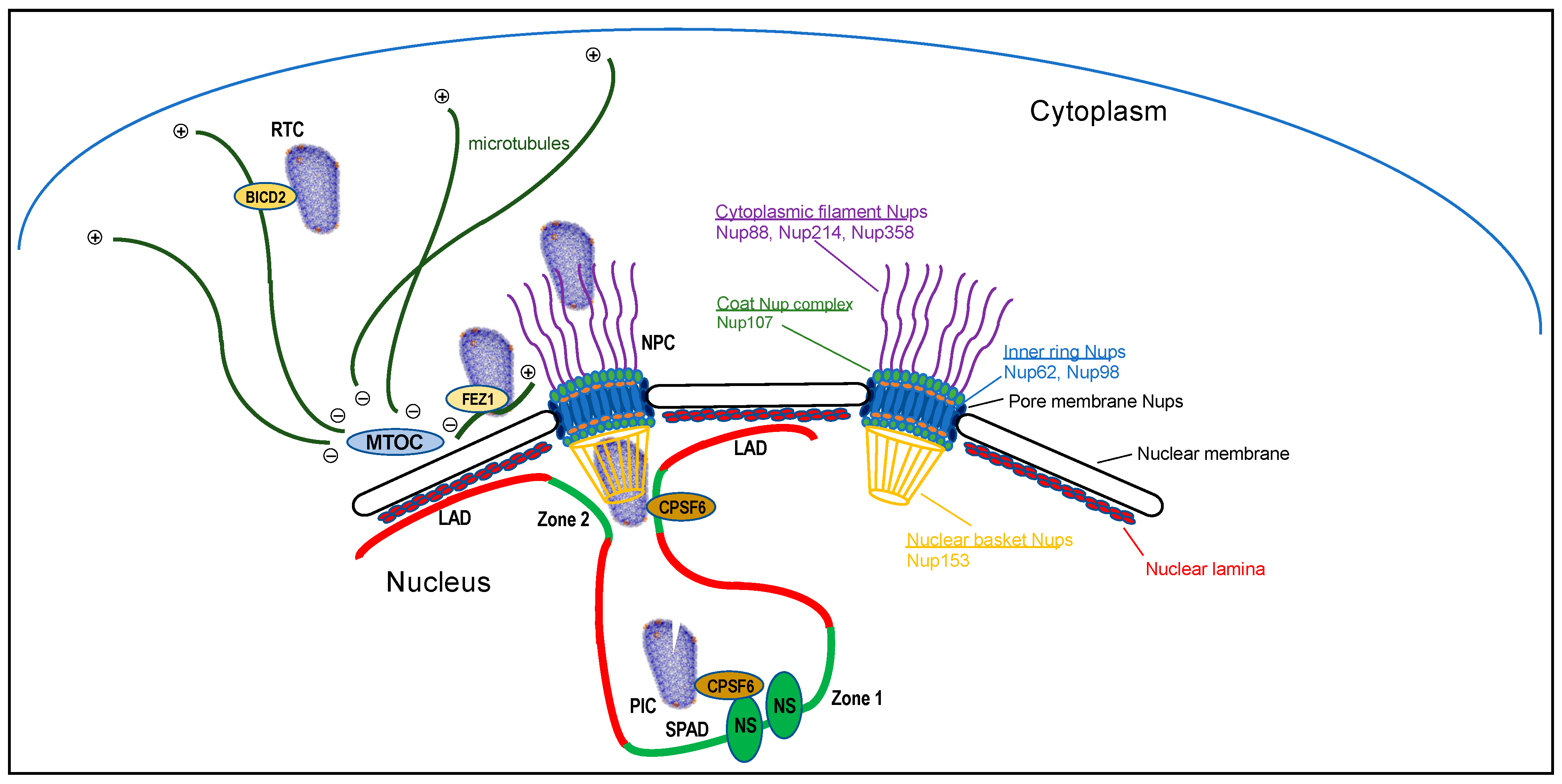 Viruses 13 00125 g001 Viruses 13 00125 g001
