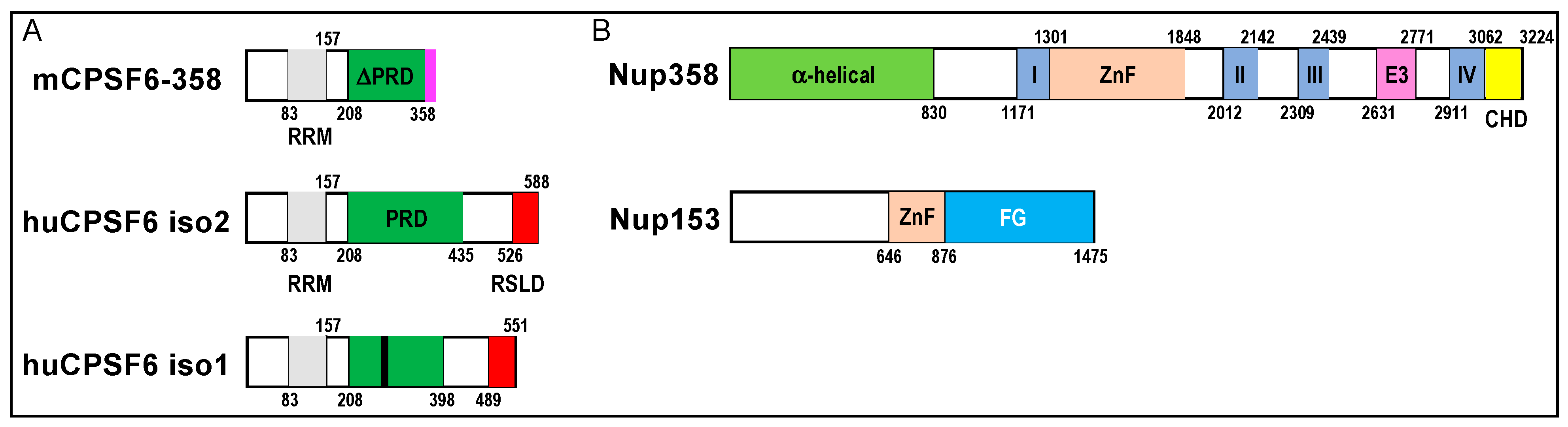Viruses 13 00125 g004 Viruses 13 00125 g004