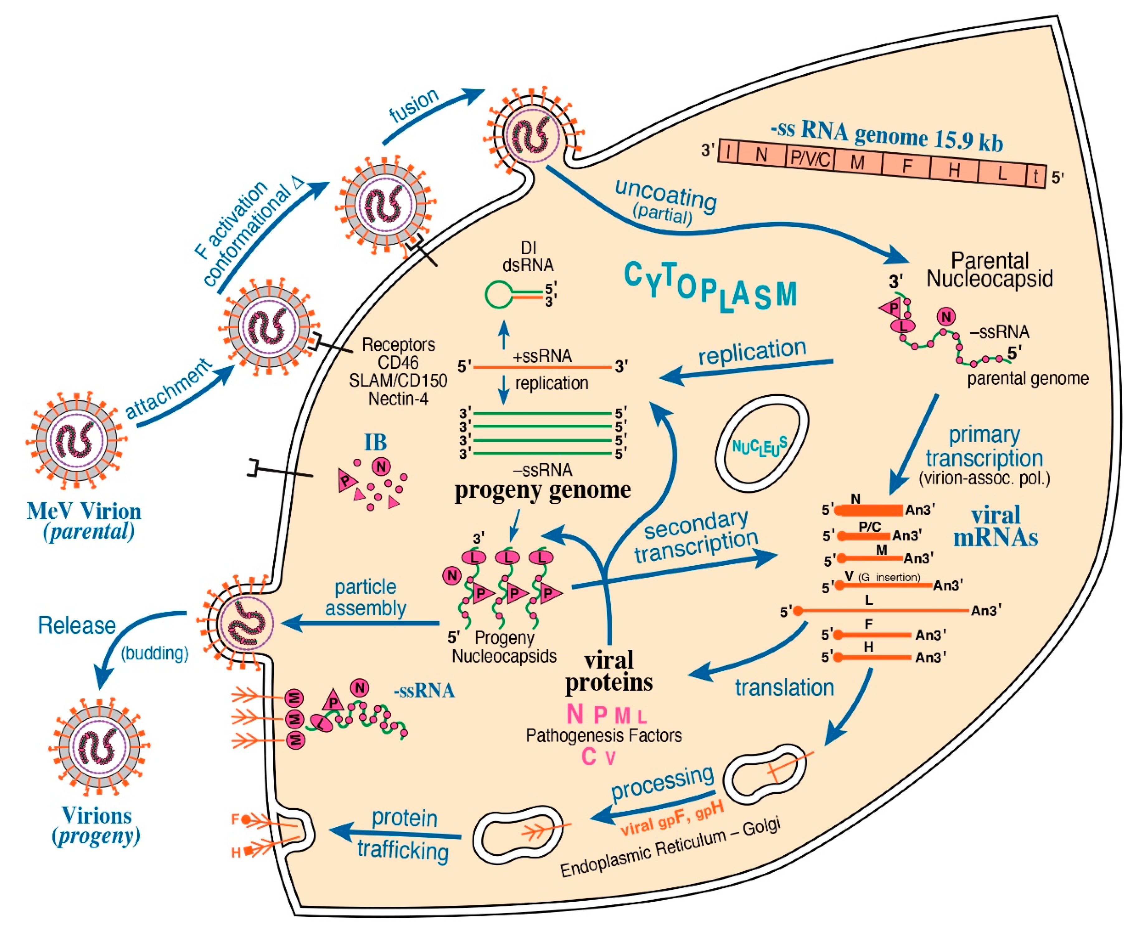 Инфекционная рнк. RNA viruses. Вирусы с одноцепочечной РНК. Вирус с несегментированной РНК. Structure of the RNA Genome of HIV-1.