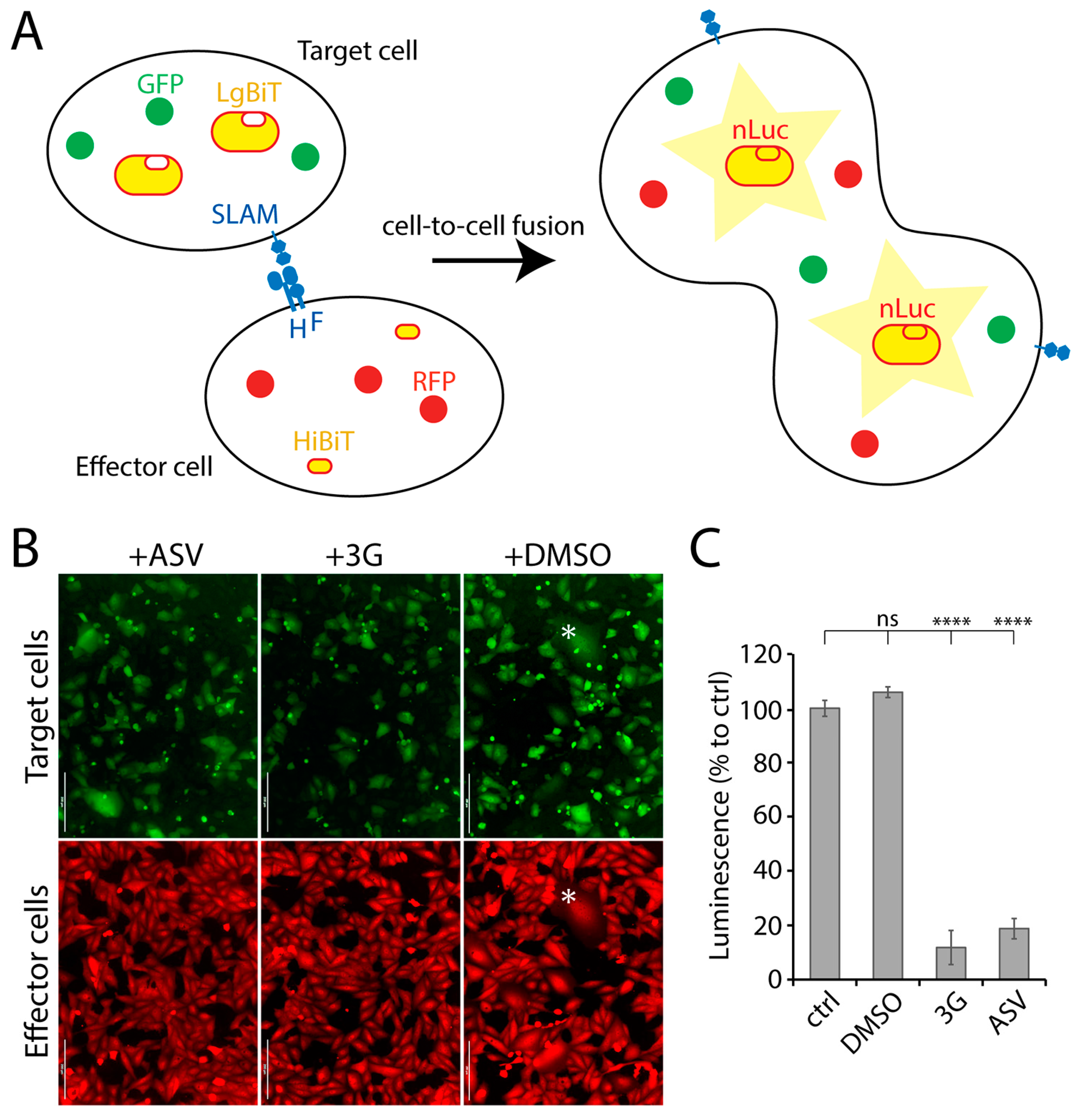 Viruses 13 00128 g001