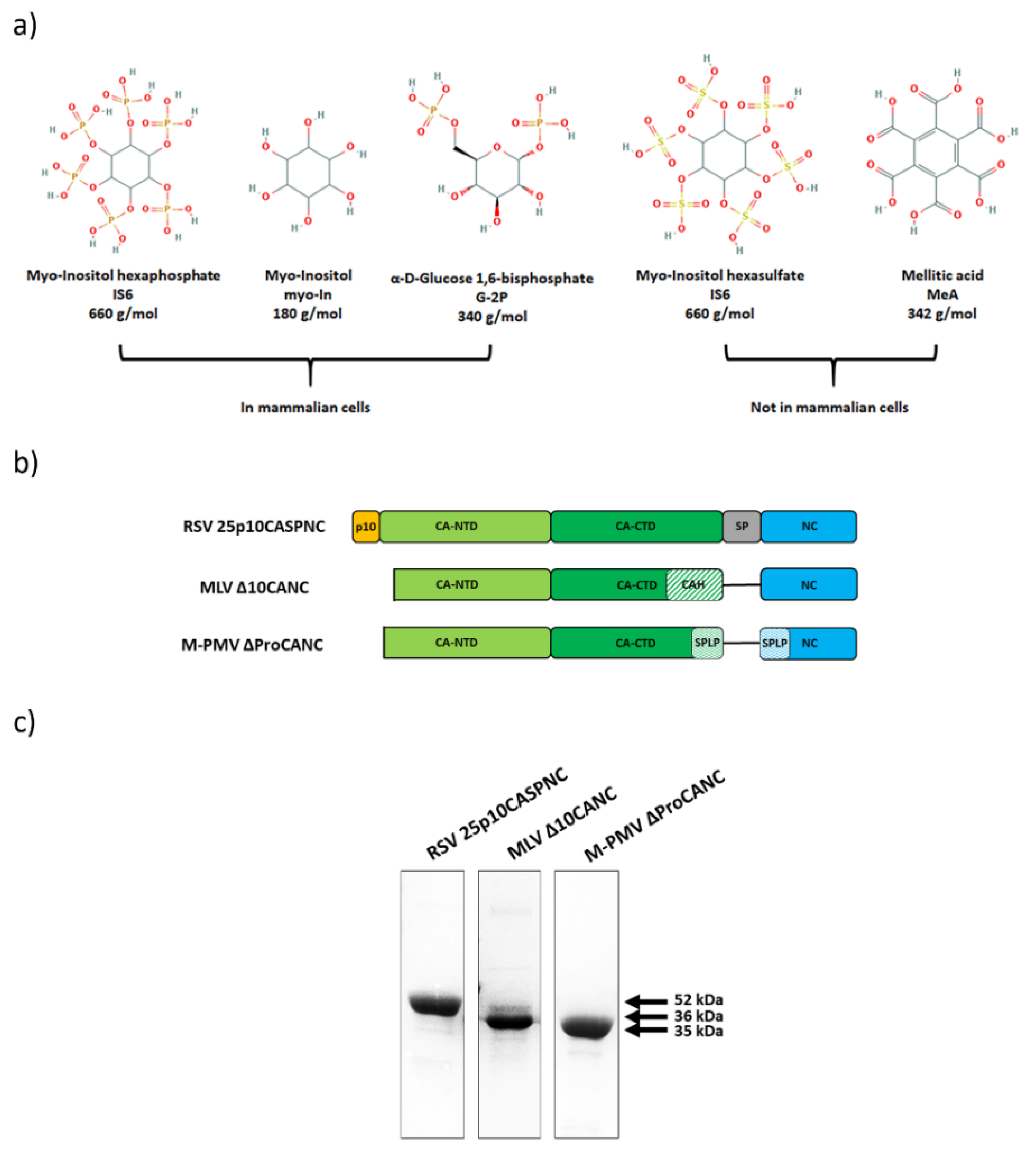 Viruses 13 00129 g001 Viruses 13 00129 g001