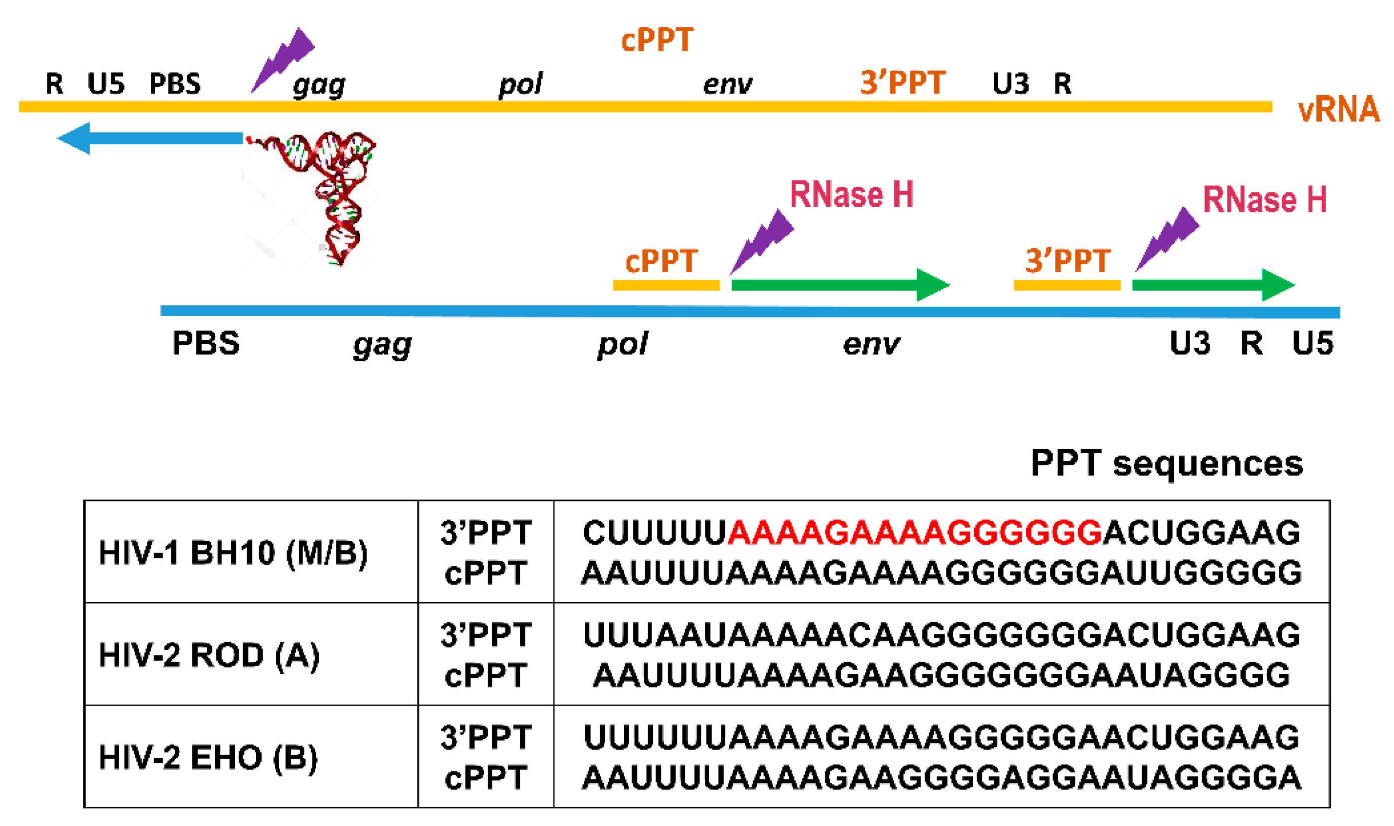 Viruses 13 00131 g001 Viruses 13 00131 g001