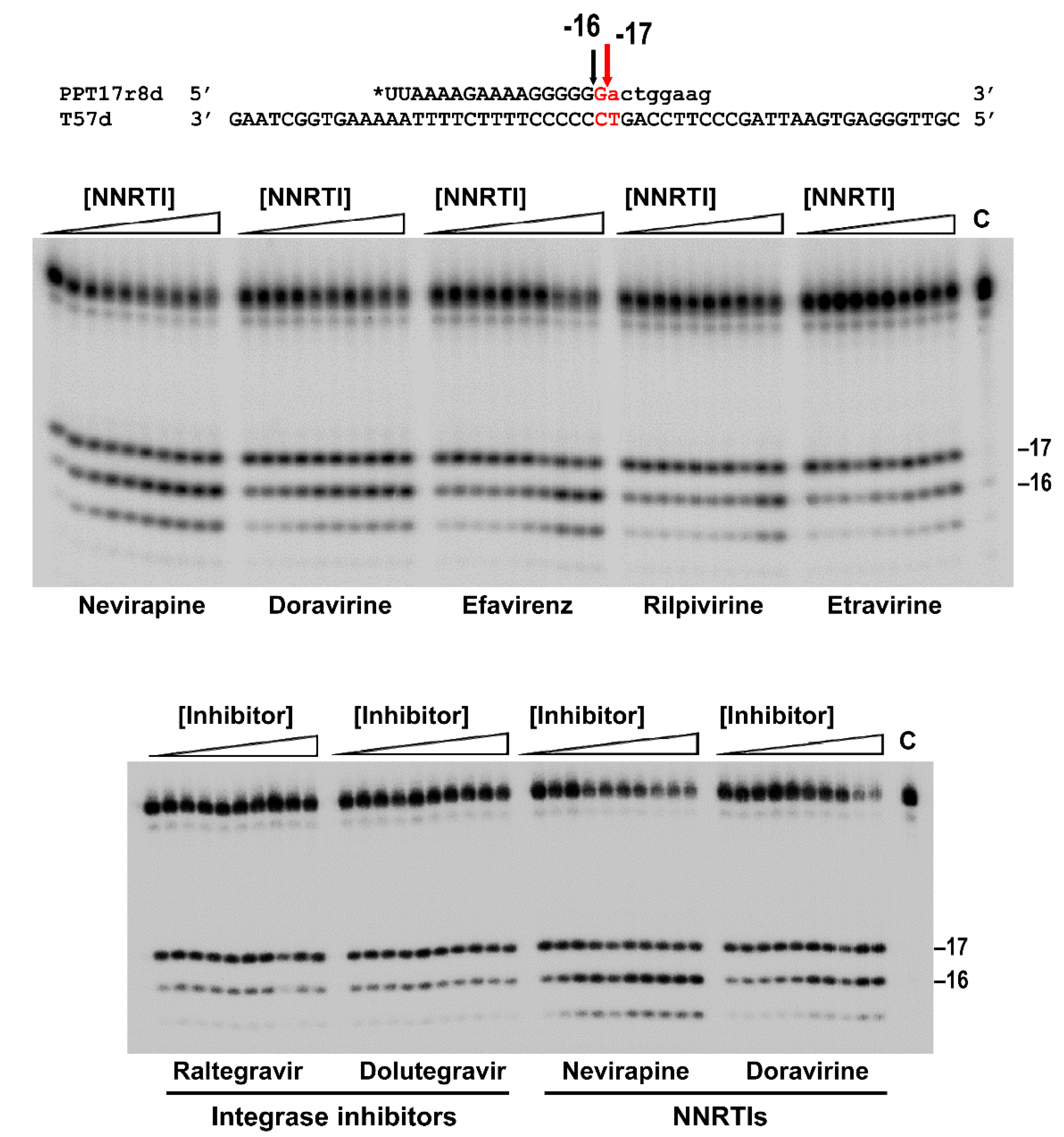 Viruses 13 00131 g002 Viruses 13 00131 g002