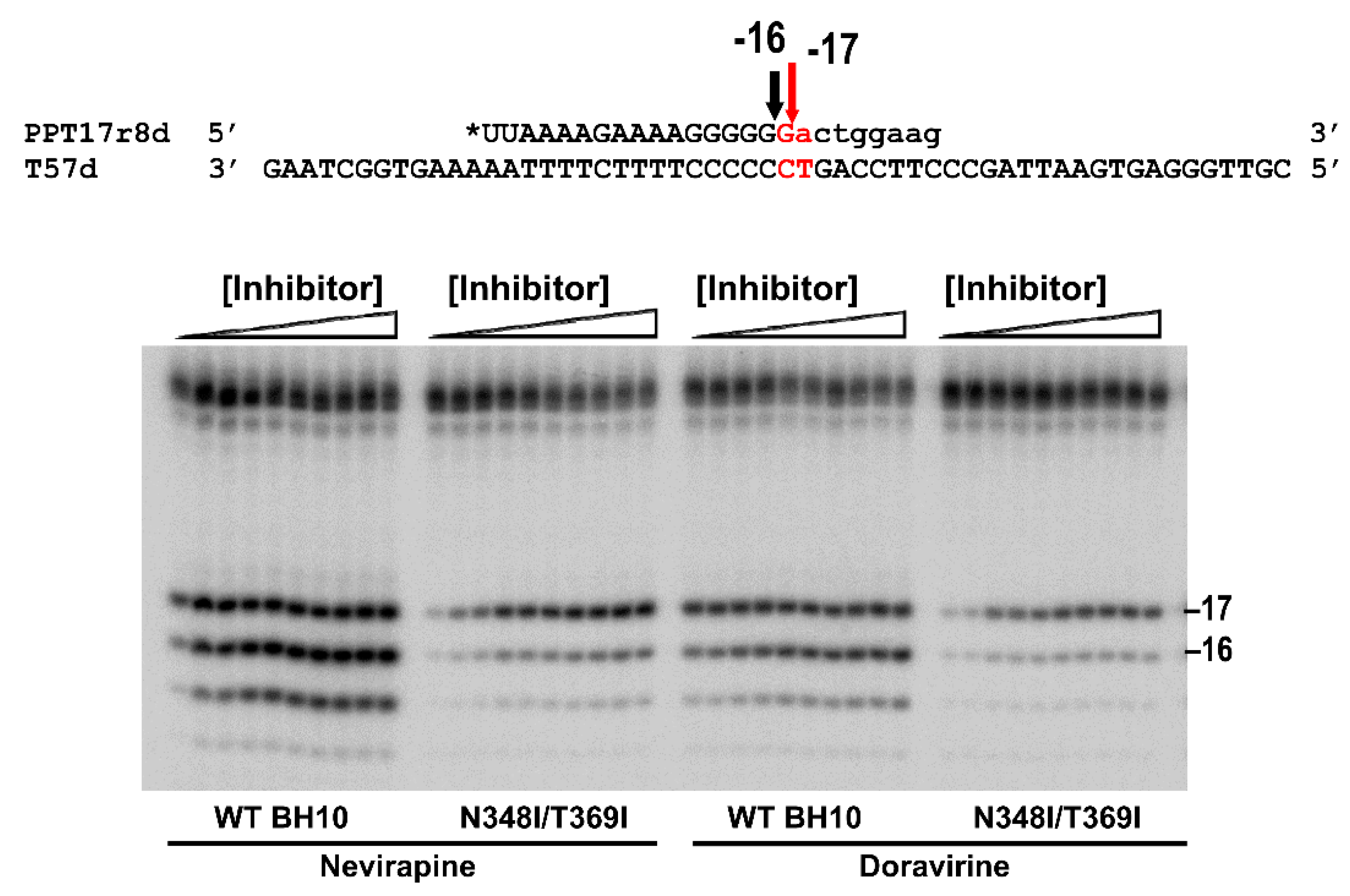 Viruses 13 00131 g003 Viruses 13 00131 g003