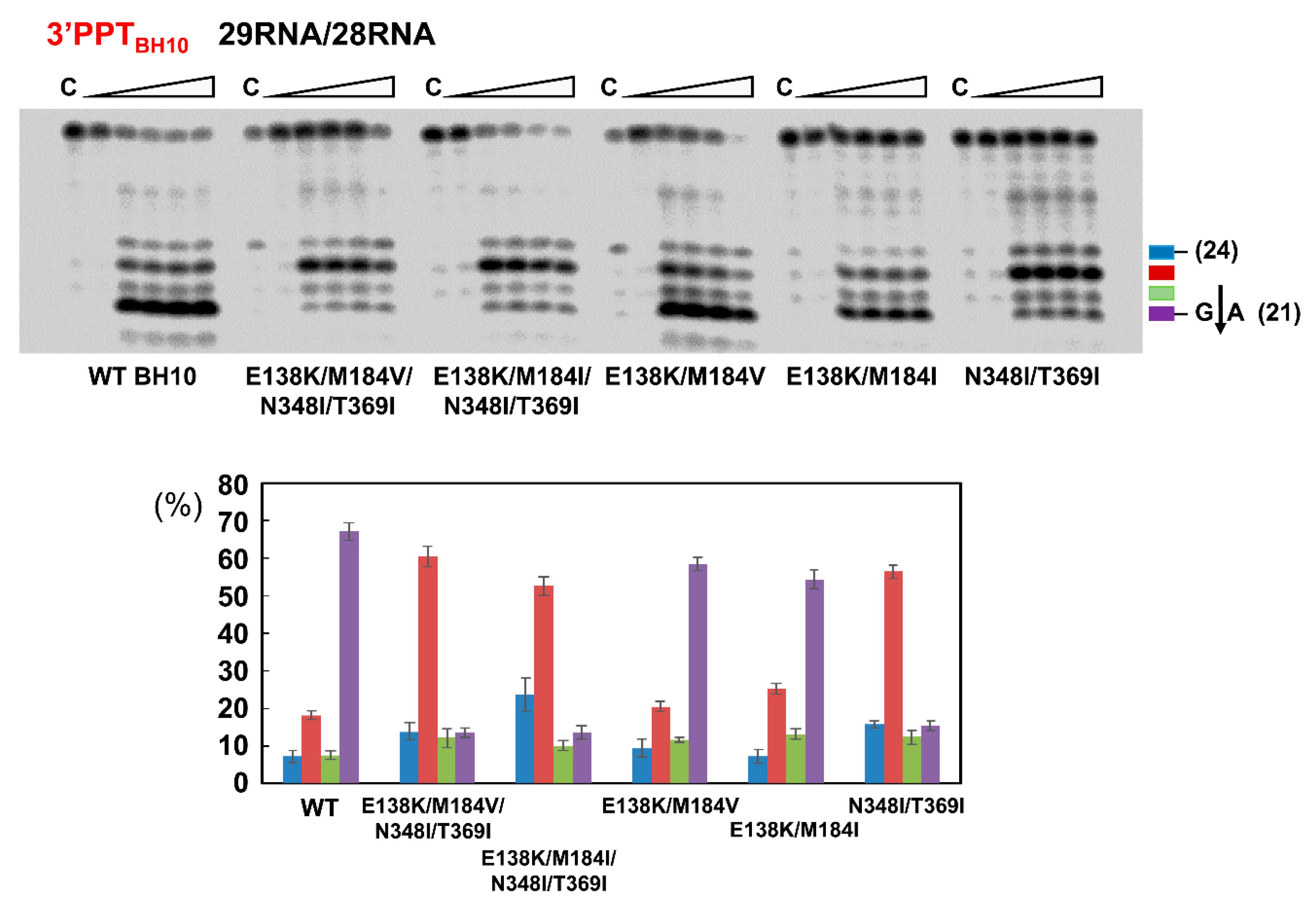 Viruses 13 00131 g005 Viruses 13 00131 g005