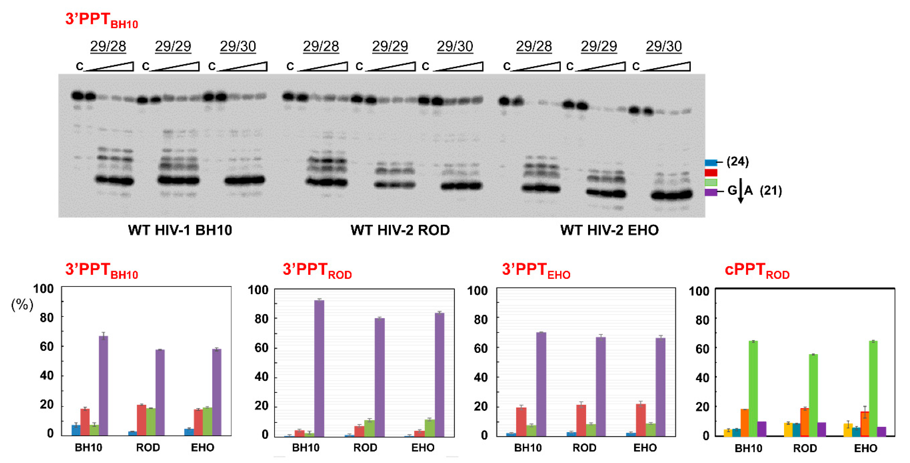 Viruses 13 00131 g006 Viruses 13 00131 g006