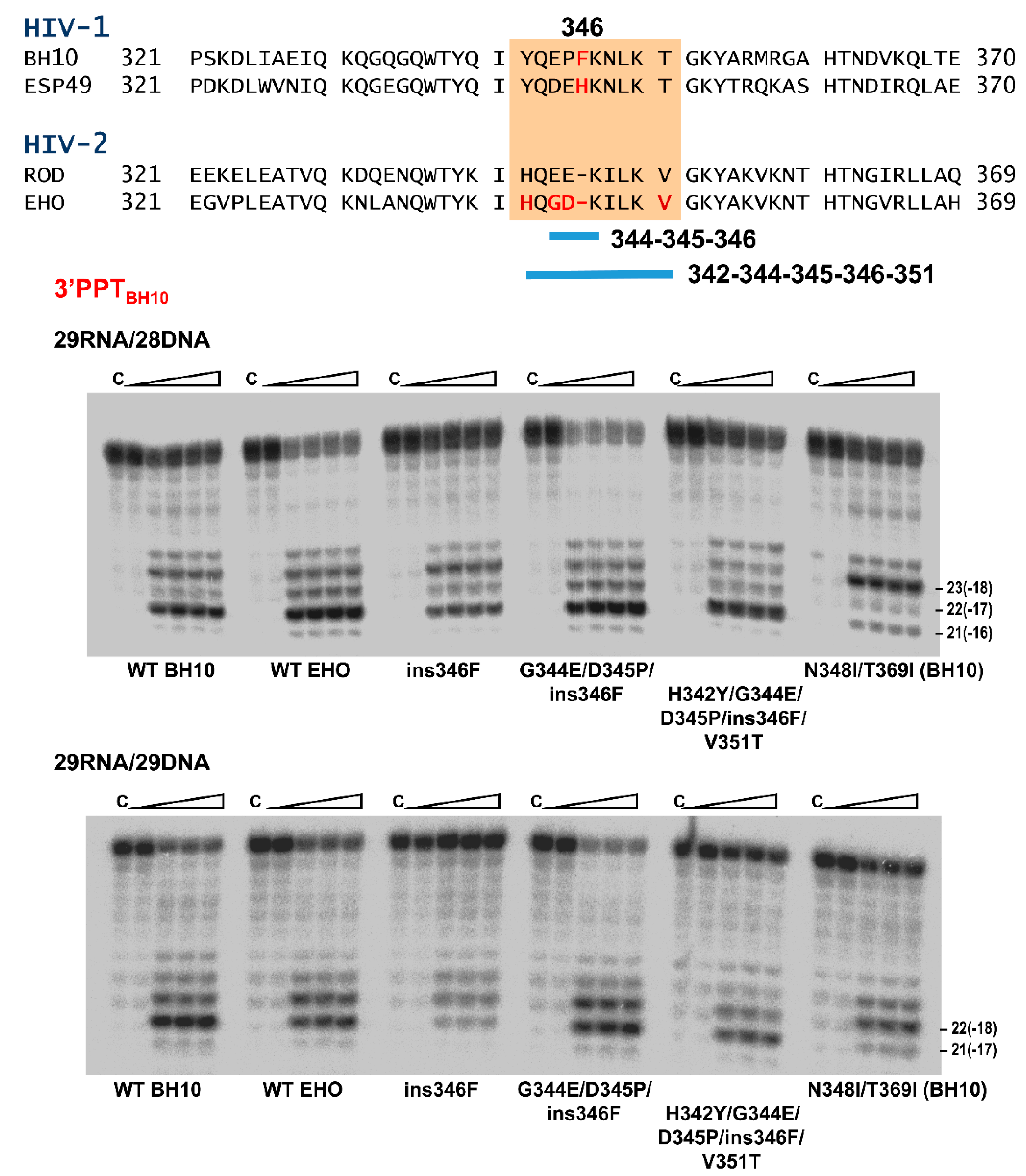 Viruses 13 00131 g008 Viruses 13 00131 g008