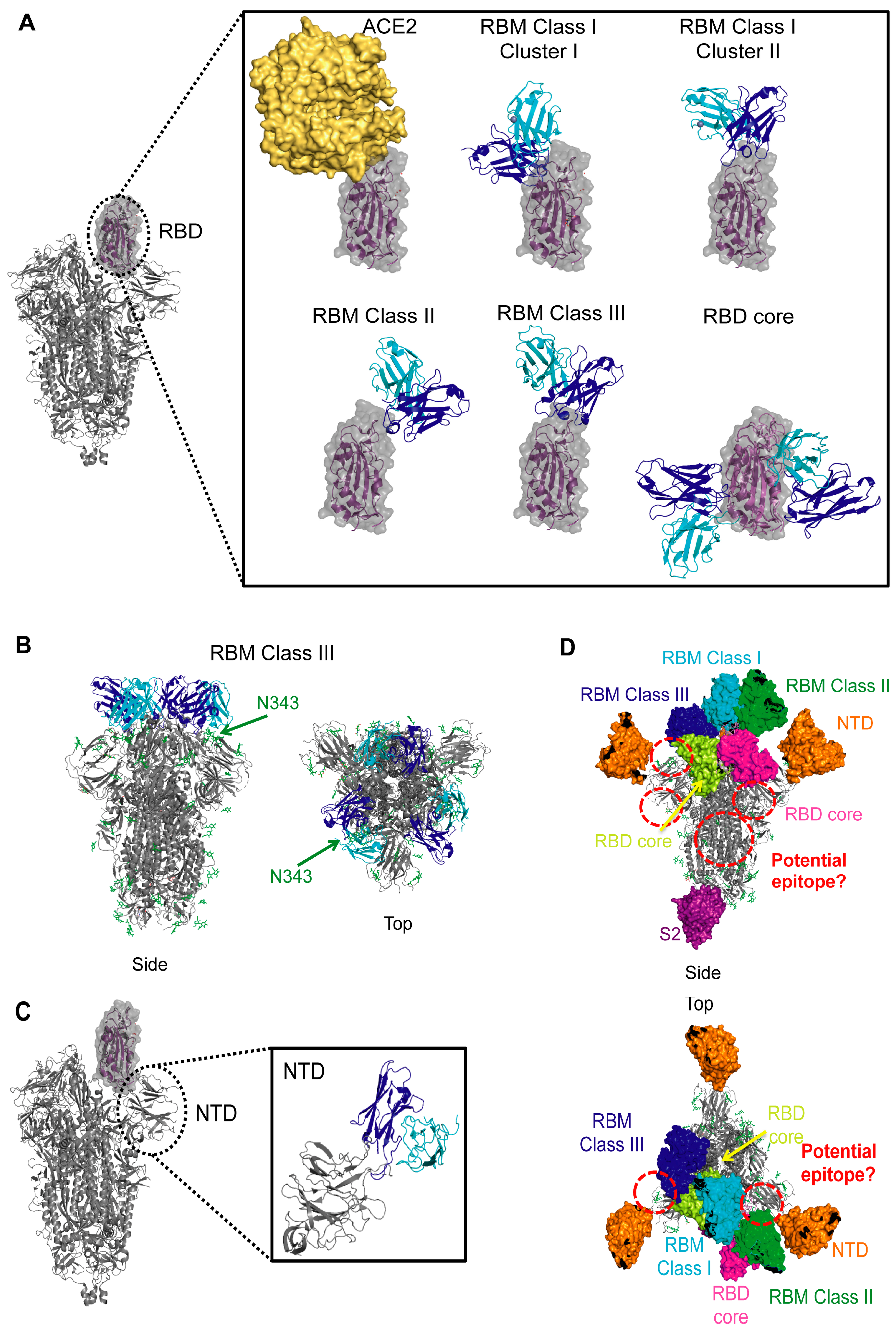 Viruses 13 00134 g003