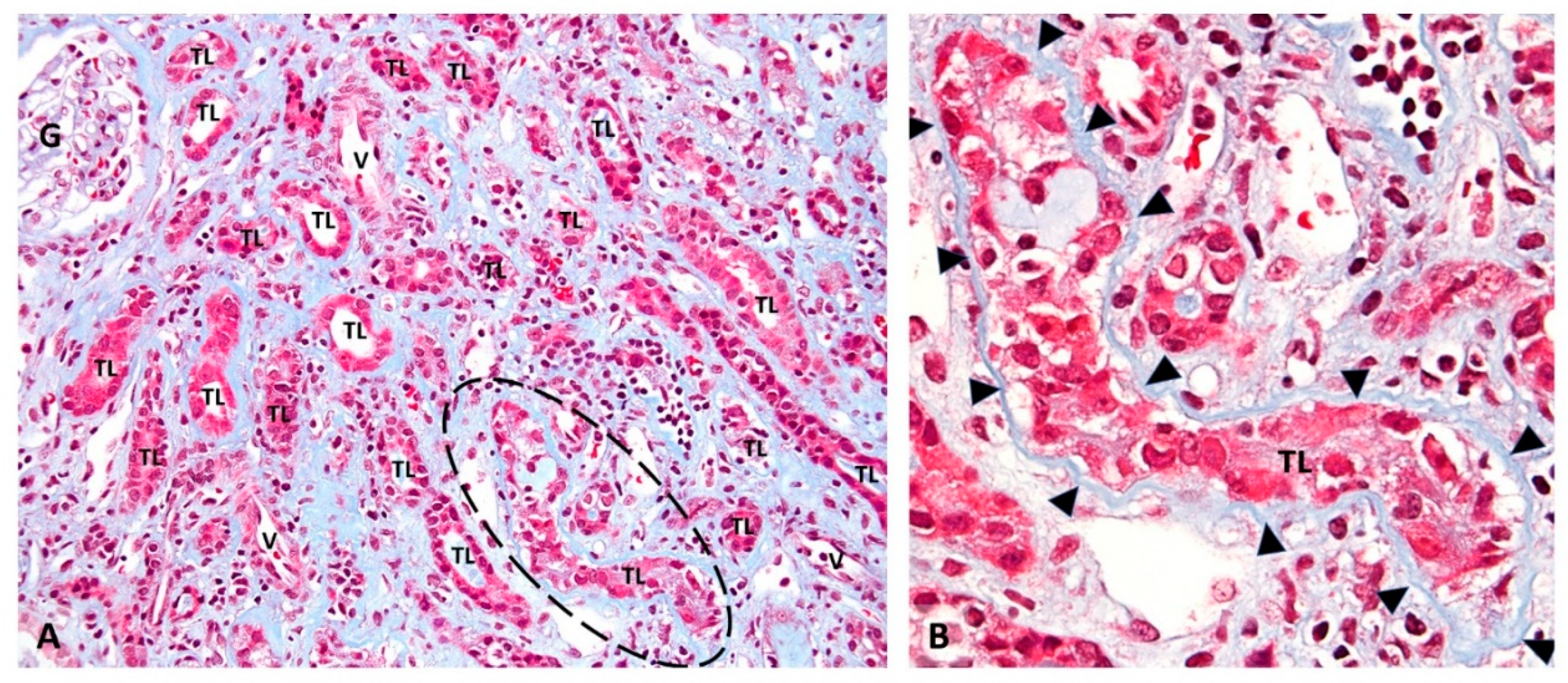 Viruses 13 00135 g001