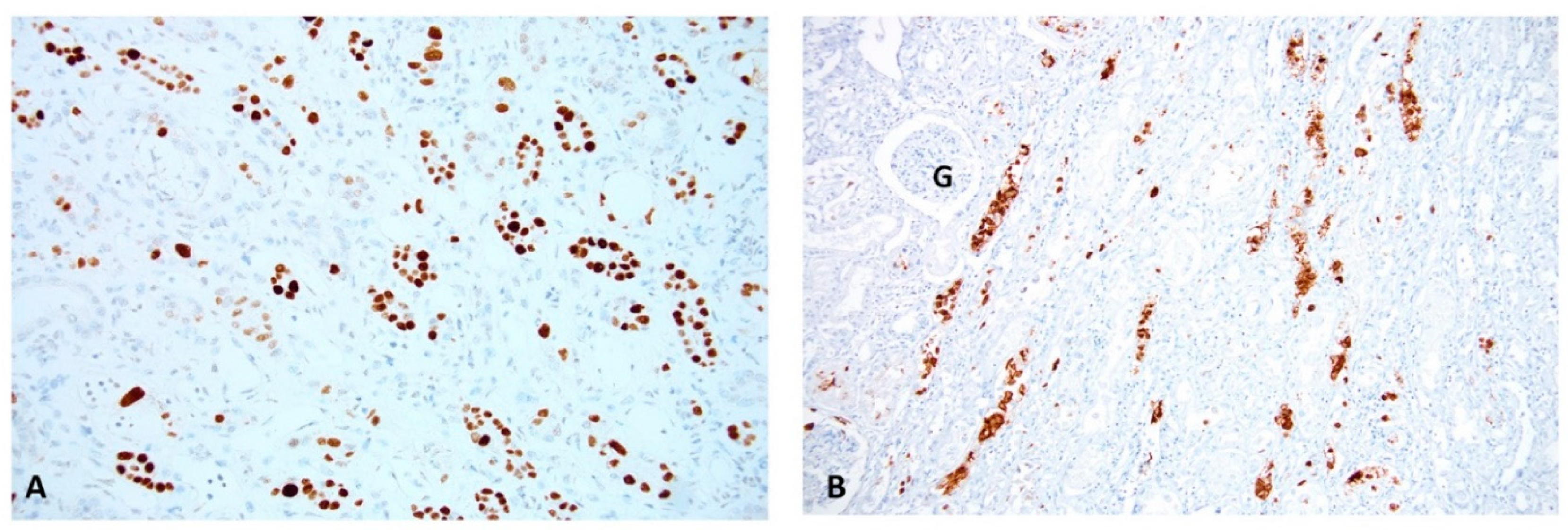 Viruses 13 00135 g002