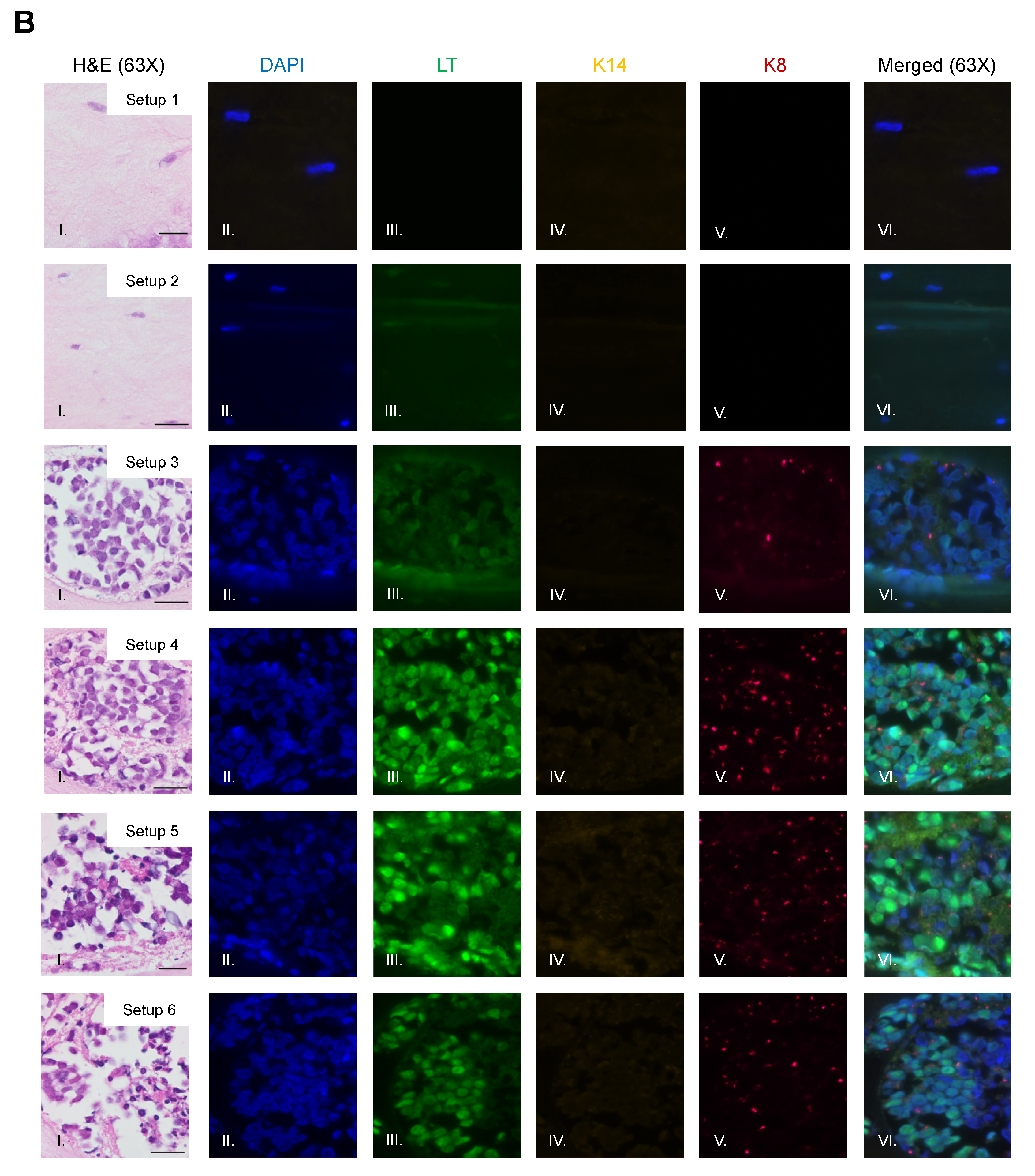 Viruses 13 00138 g003b