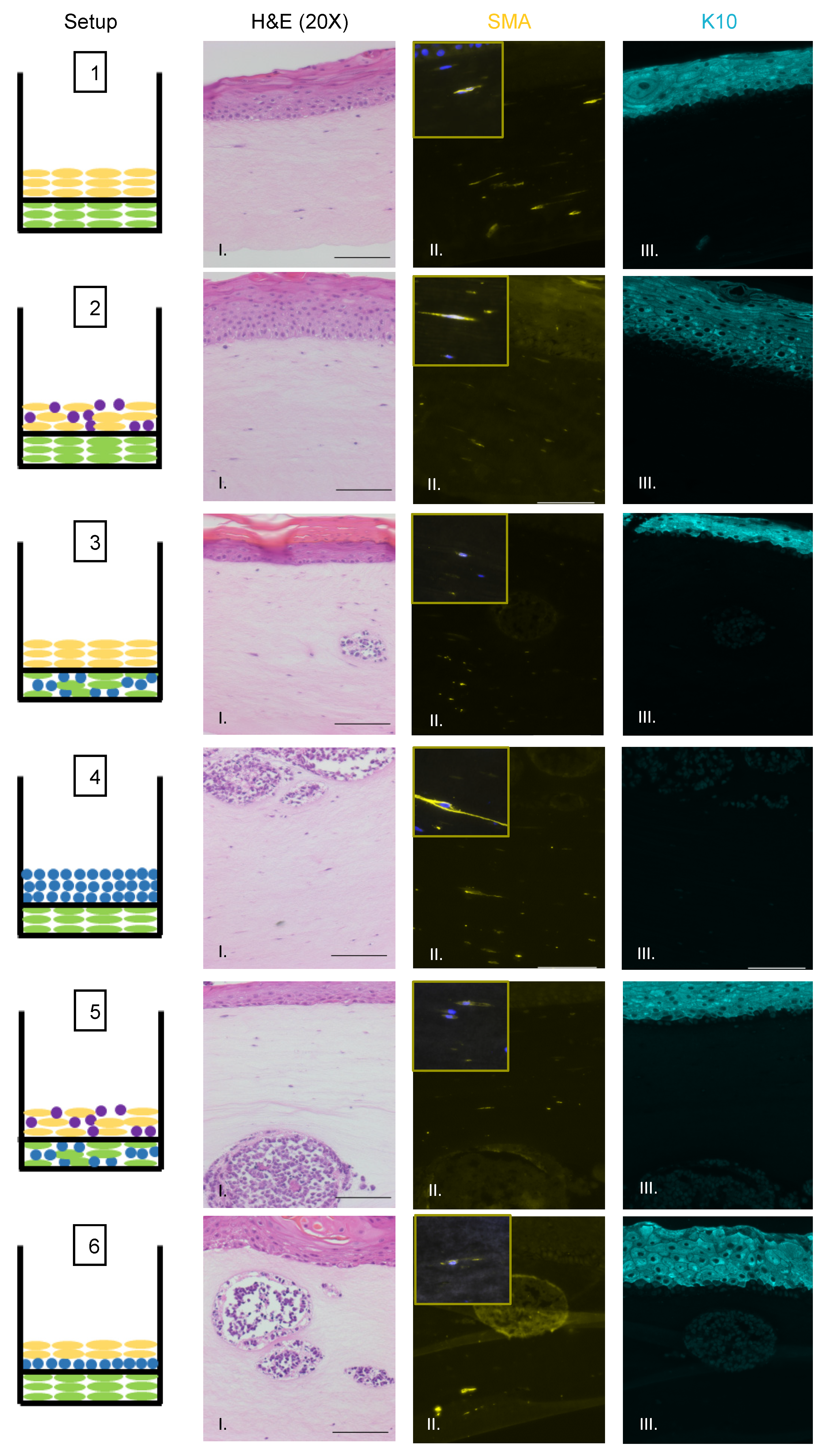 Viruses 13 00138 g004