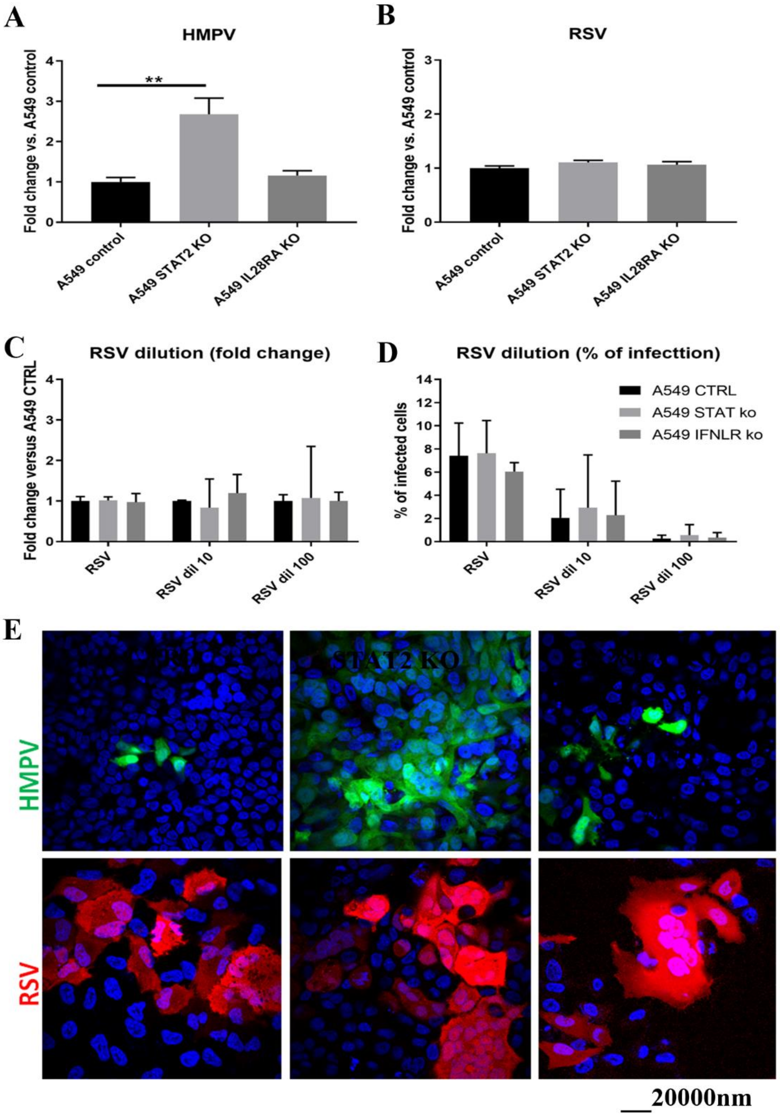 Viruses Free Full Text Rsv And Hmpv Infections In 3d Tissue Cultures Mechanisms Involved In Virus Host And Virus Virus Interactions Html Viruses Free Full Text Rsv And Hmpv Infections In 3d Tissue Cultures Mechanisms Involved In Virus Host And Virus Virus Interactions Html