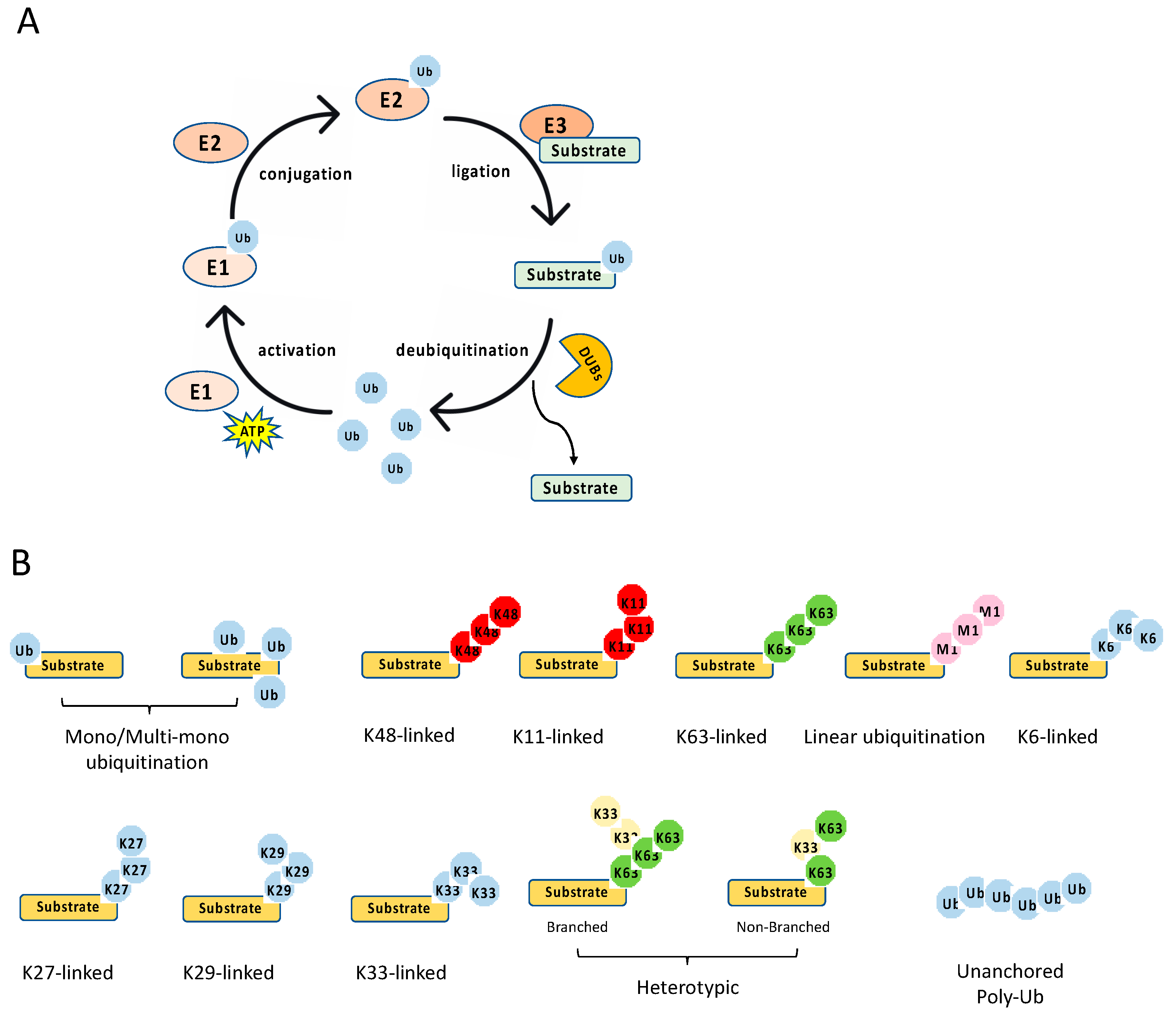 Viruses | Free Full-Text | The Role of Ubiquitination in NF-κB 