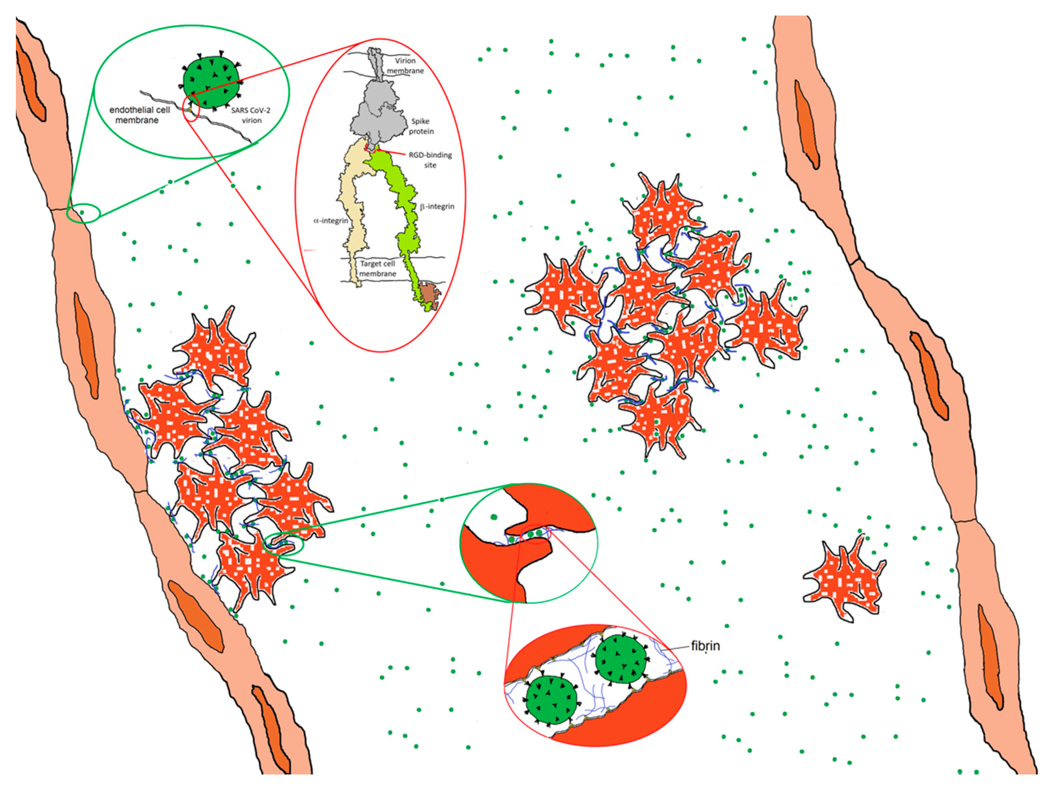 Viruses 13 00146 g008 Viruses 13 00146 g008